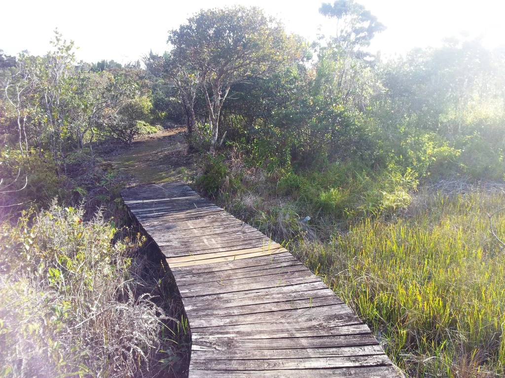 A weathered wooden boardwalk path extends from the foreground into a lush, green wetland and forest area under bright, hazy sunlight.