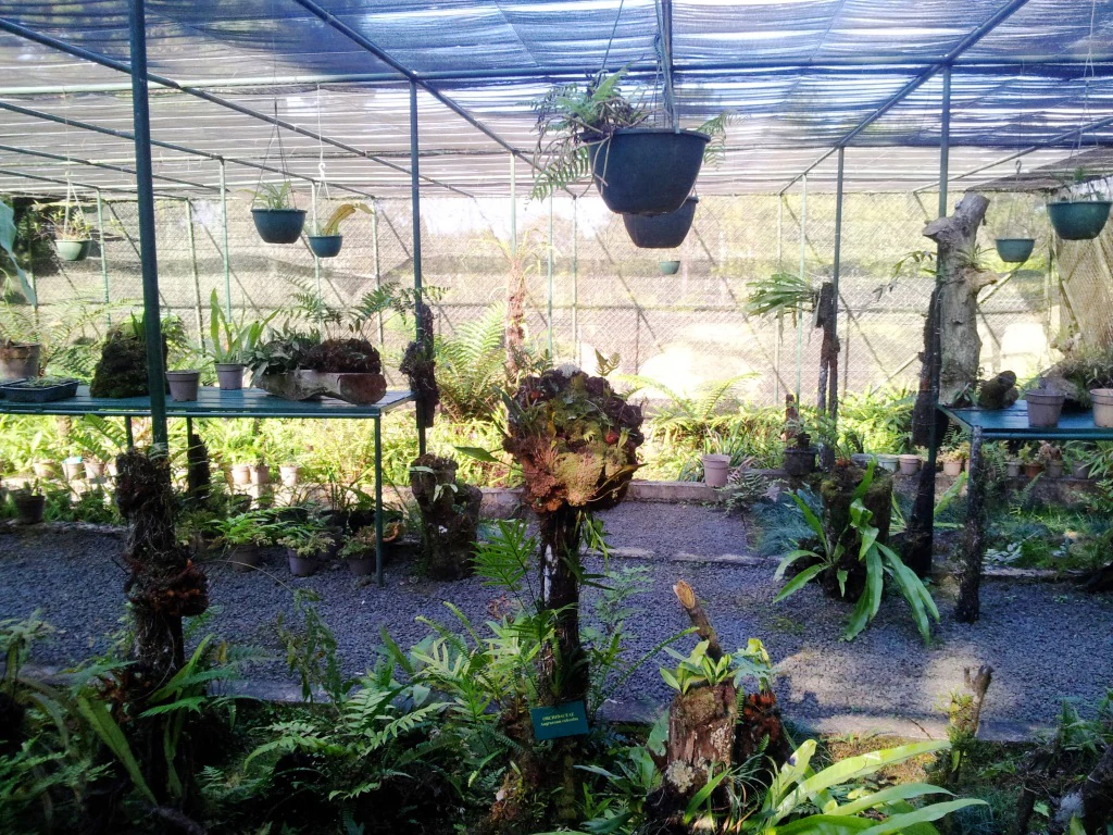 A covered outdoor nursery structure containing multiple ferns and endemic plants in hanging pots and on wooden platforms.
