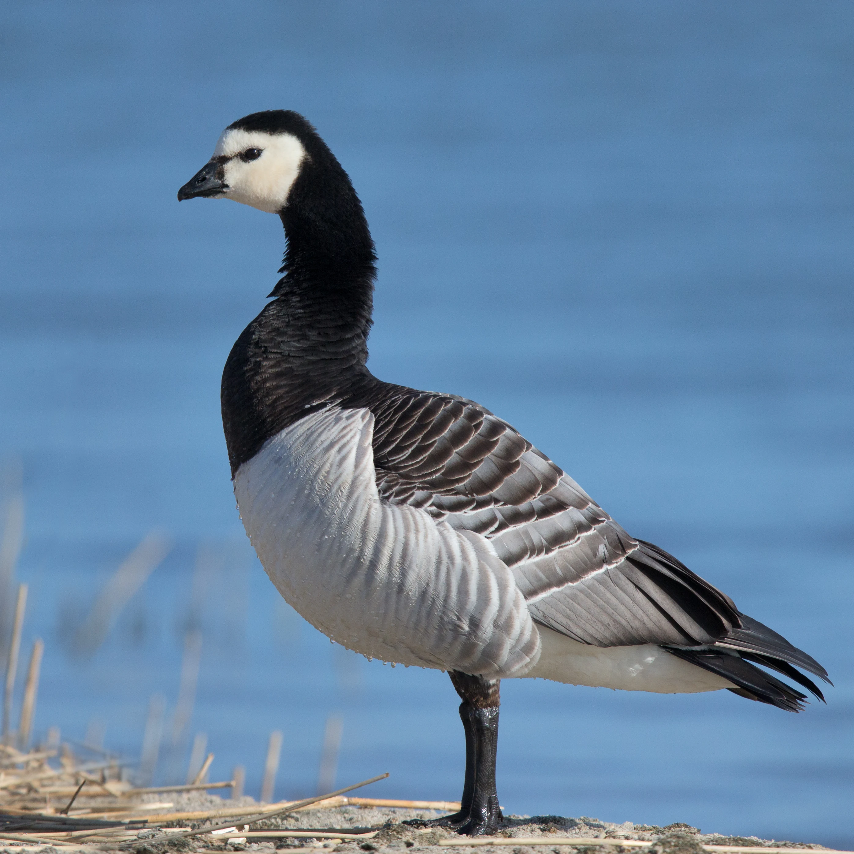 A barnacle goose with a white face, black neck, and grey patterned wings standing on a bank with blue water in the background.