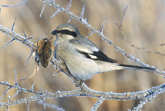 A Great Grey Shrike perched on a frost-covered, thorny branch with a small mammal carcass impaled on a thorn.