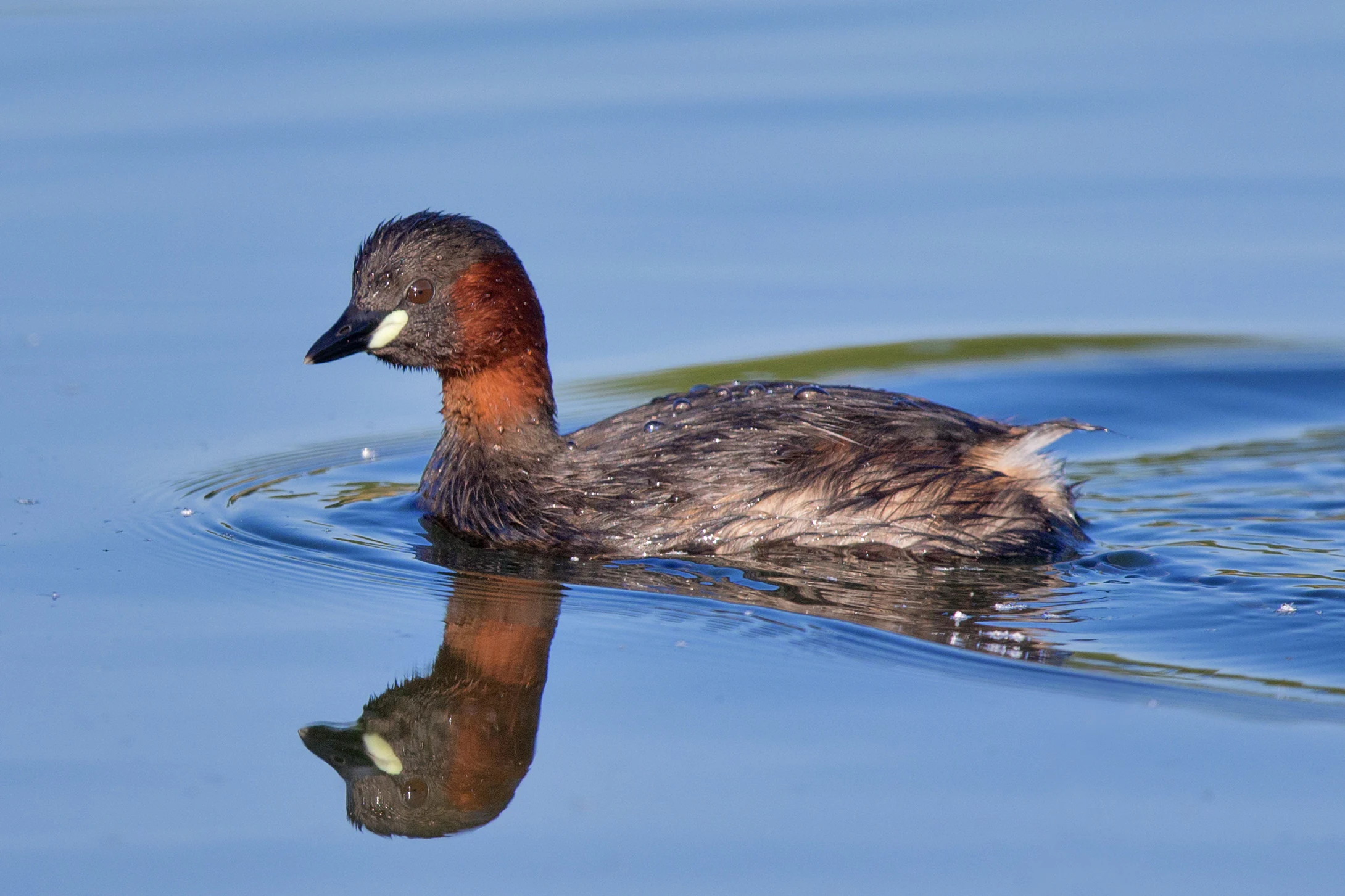 A small water bird, a Little Grebe, swimming on calm blue water with its reflection clearly visible below it.