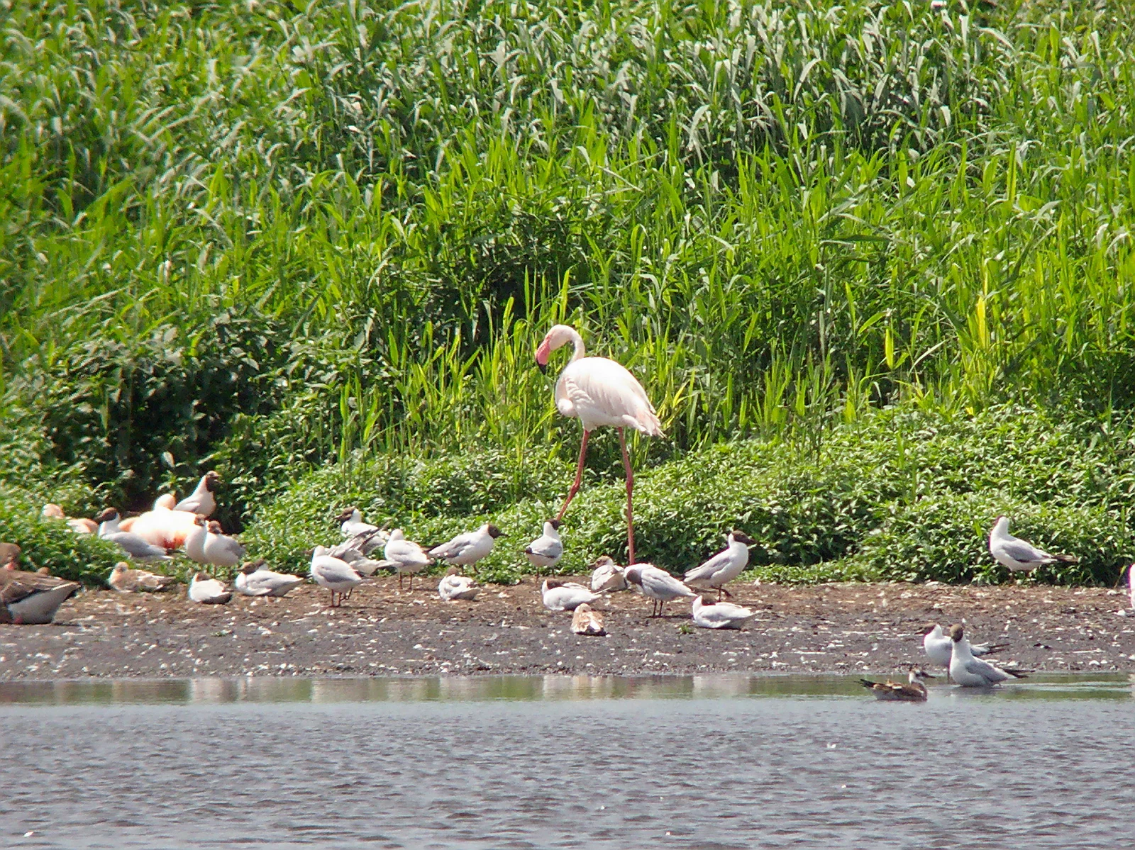 A greater flamingo stands on a muddy shoreline alongside a small flock of white and grey black-headed gulls, with a lush green grassy bank in the background.