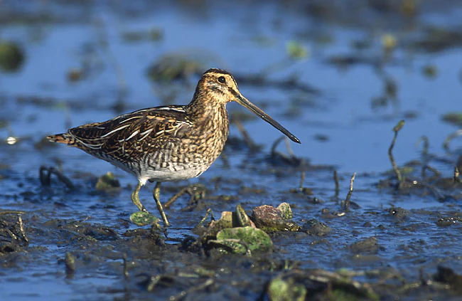 A common snipe with distinctive long bill and mottled brown plumage standing in shallow, muddy water.