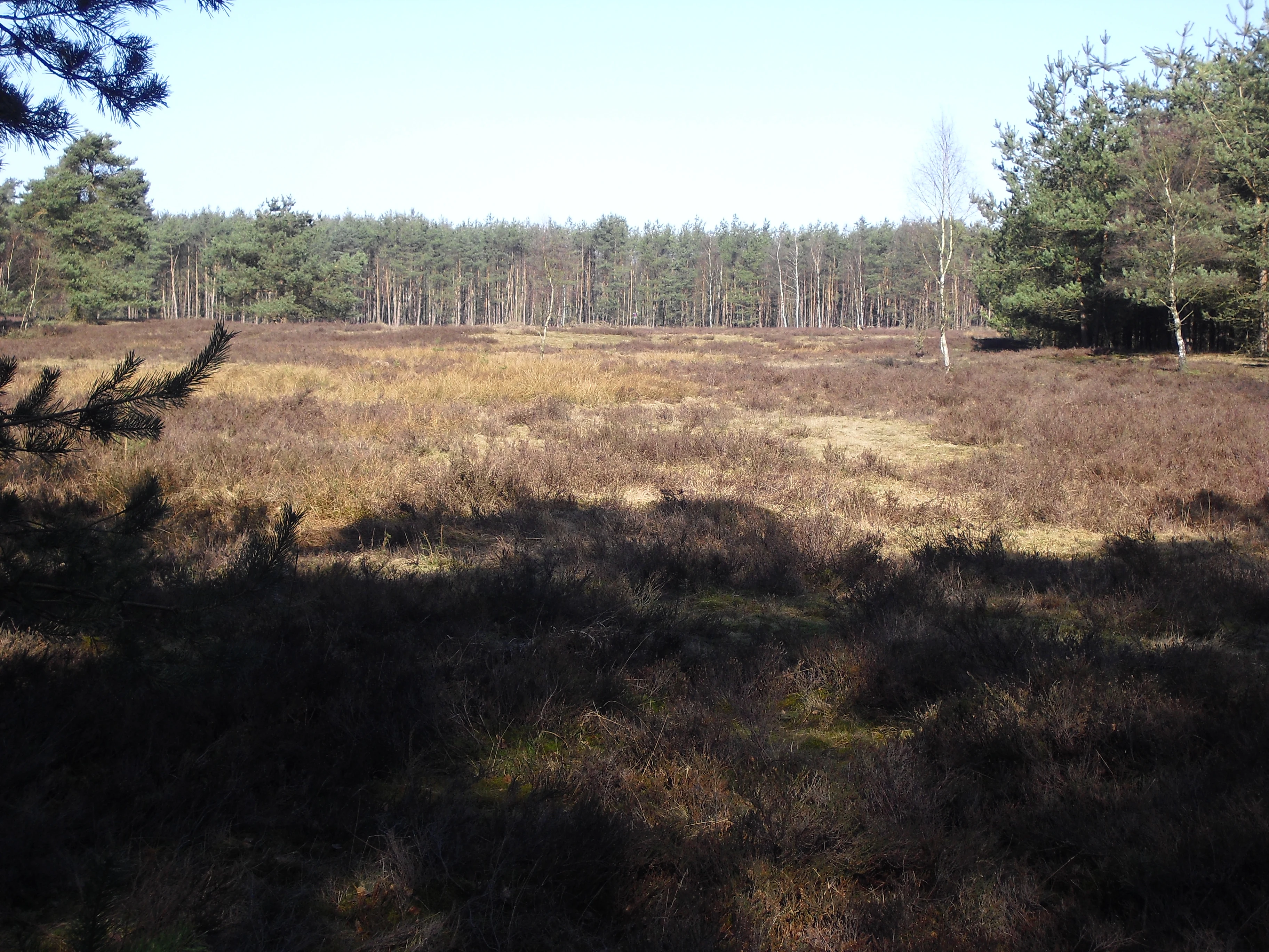 A wide view of a heathland with low brown and yellow shrubs and grasses, a lone birch tree standing in the middle distance, and a pine forest lining the horizon under a clear blue sky