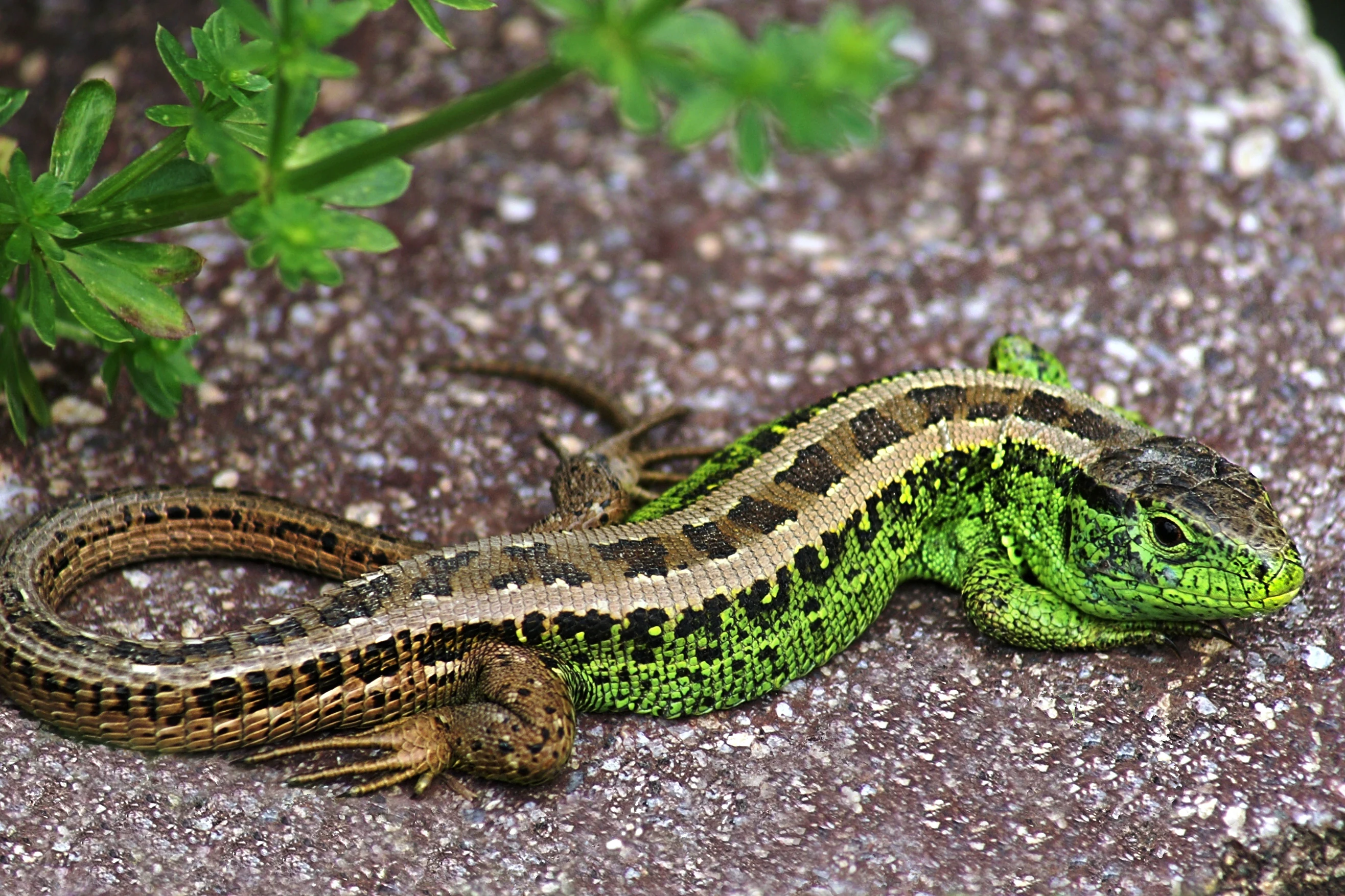 A male sand lizard with a bright green head and upper body and a brown tail with dark spots resting on sandy ground next to green leafy plants.