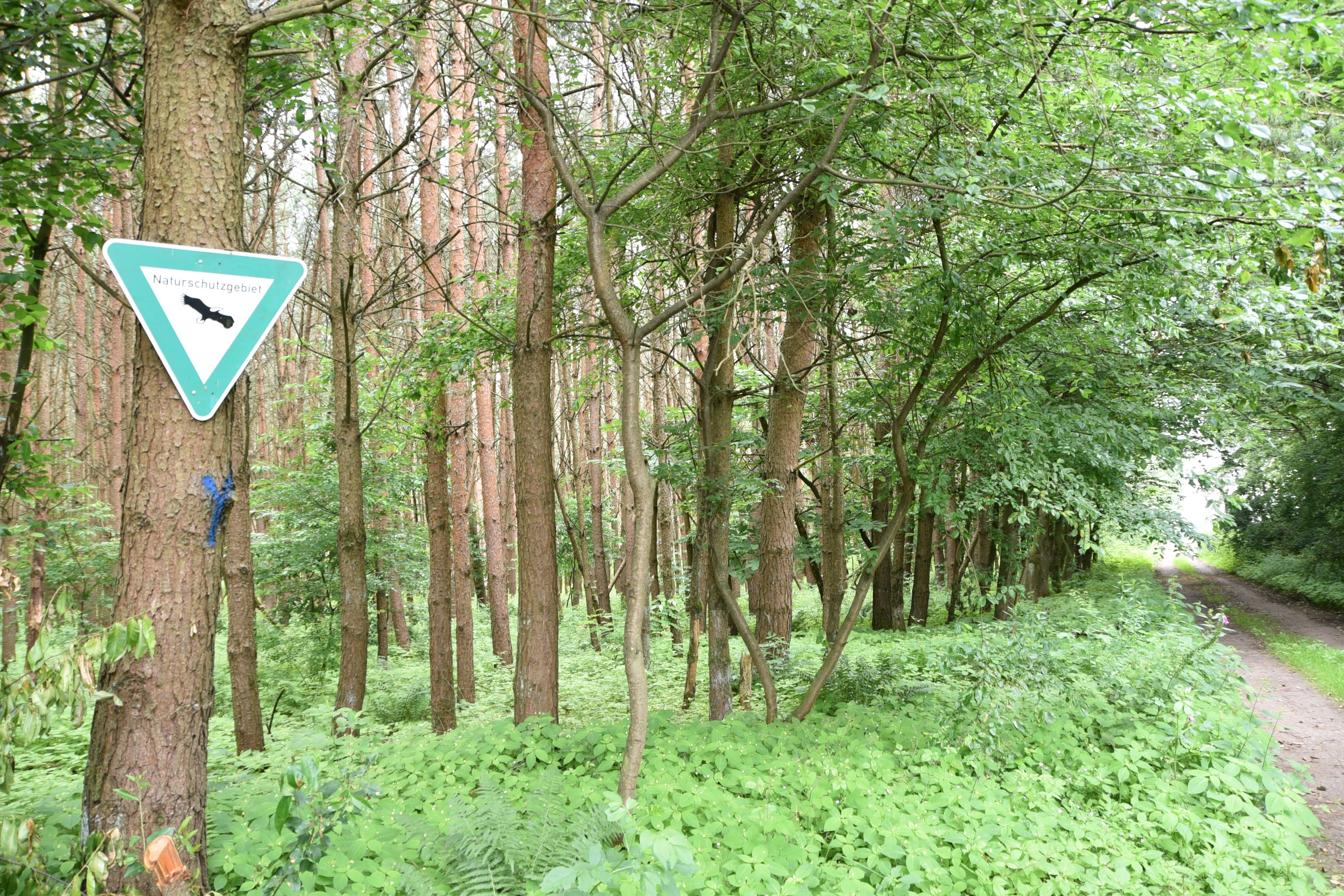Un cartel triangular de reserva natural con la silueta de un pájaro sujeto al tronco de un pino, con un sendero de tierra que se adentra en un denso bosque al fondo.