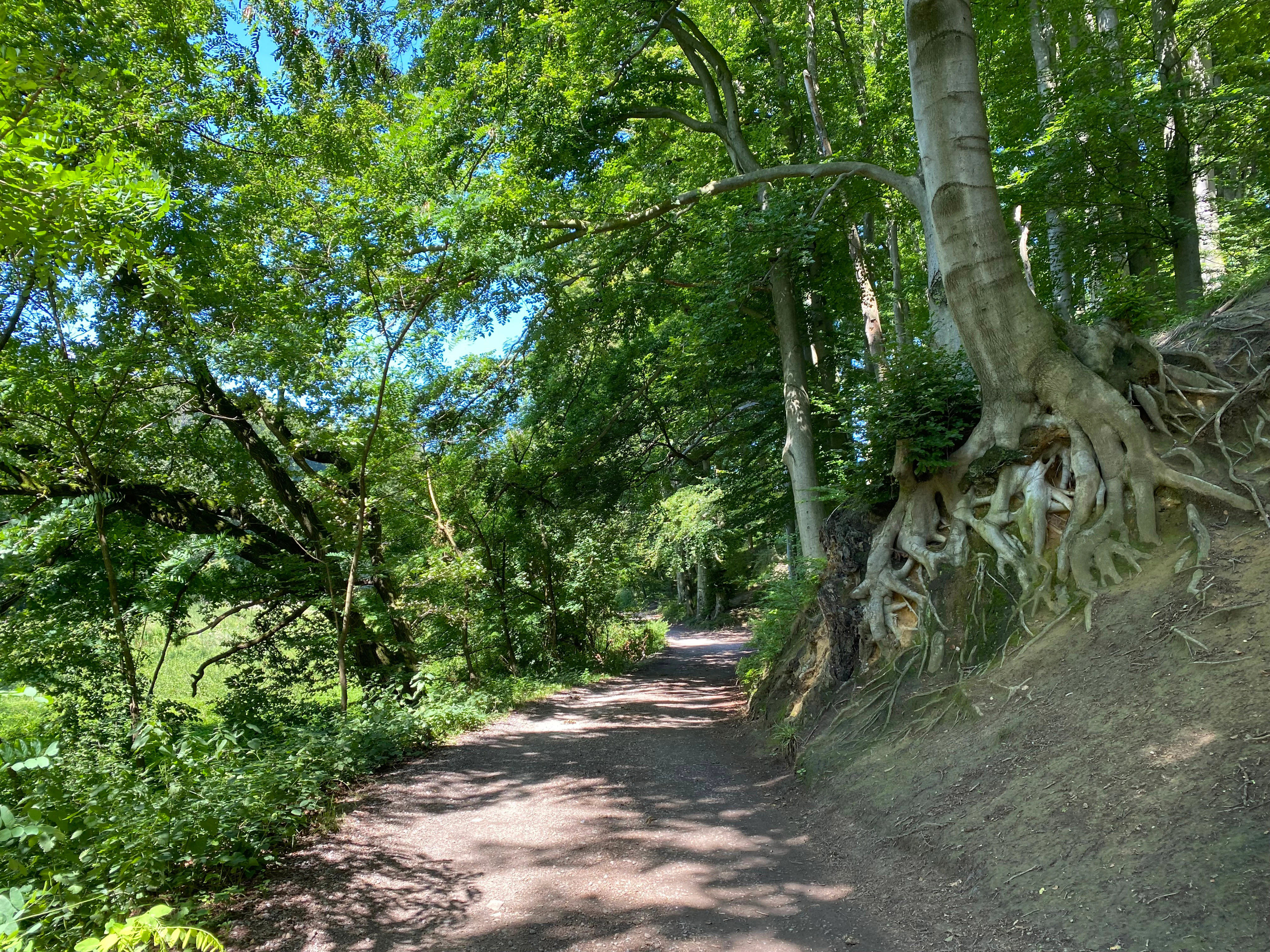 A dirt hiking path passes by a steep embankment where the exposed, tangled roots of old beech trees cling to the soil in a lush forest.