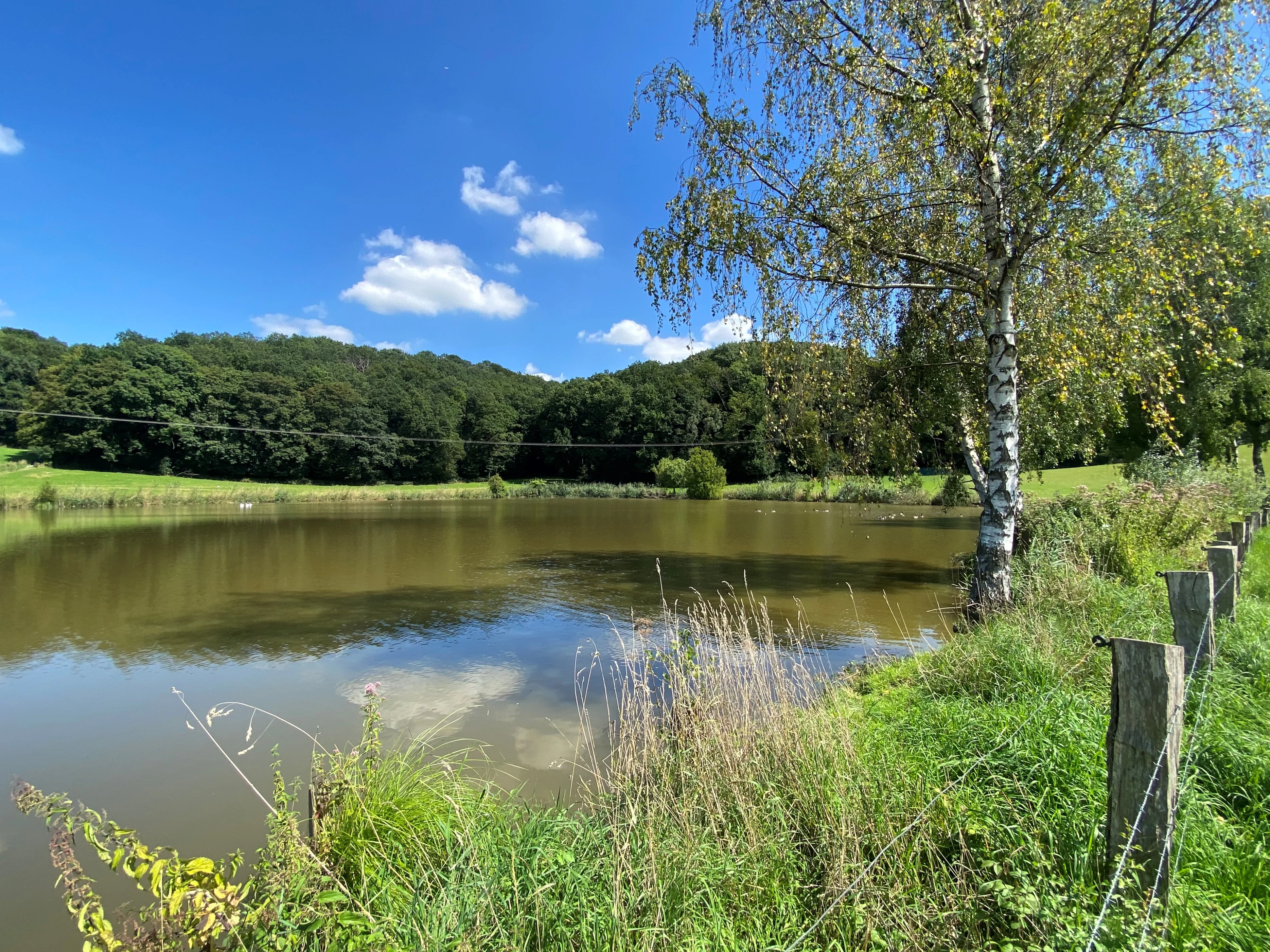 A wide view of a natural pond surrounded by green grass, trees, and a wooden fence on a sunny day.