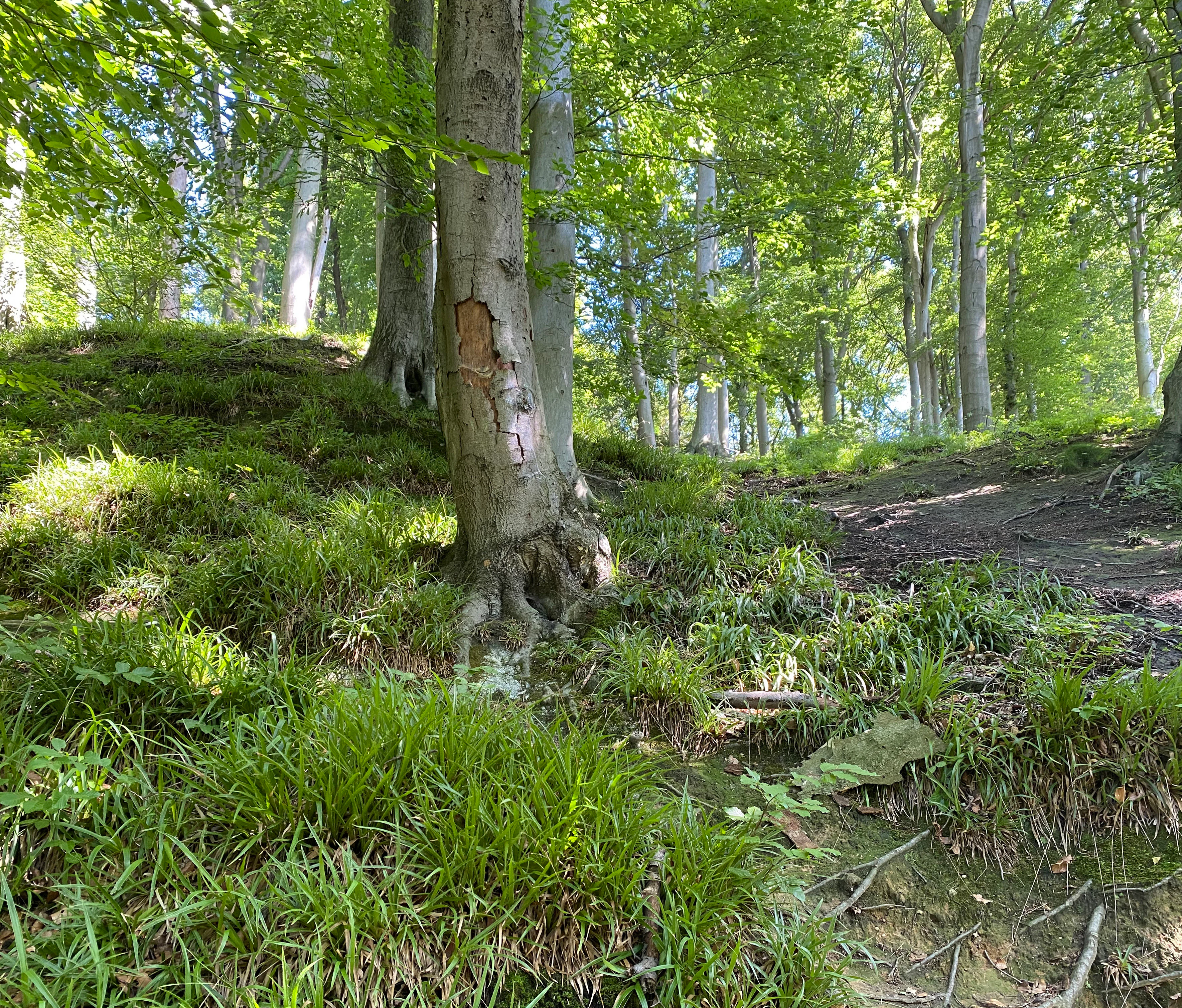A sunny forest scene with green ground cover and mature tree trunks, including one in the foreground with visible bark texture.