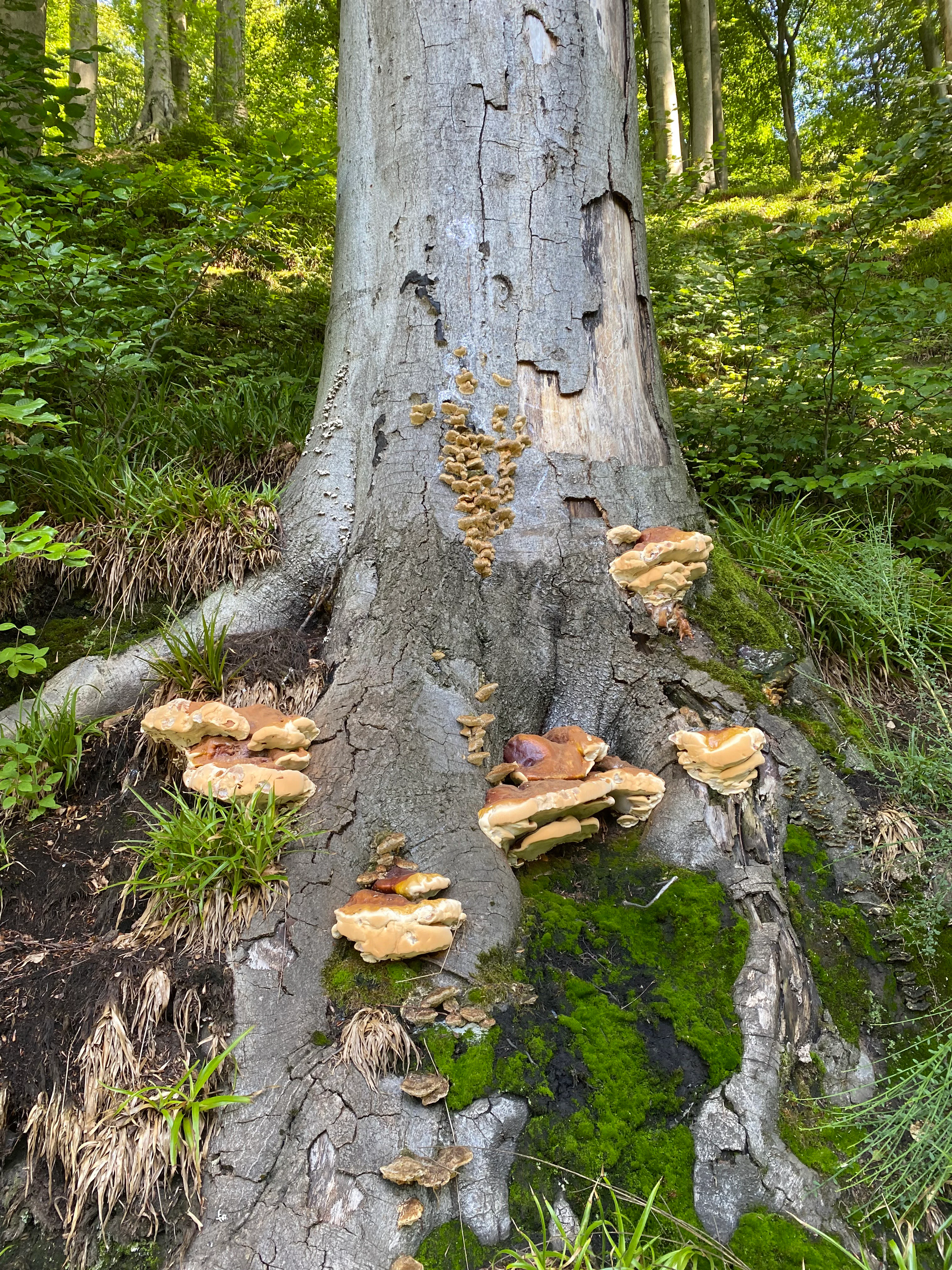 Close up view of a large tree trunk base in a forest covered with various brown and tan shelf fungi and patches of vibrant green moss.