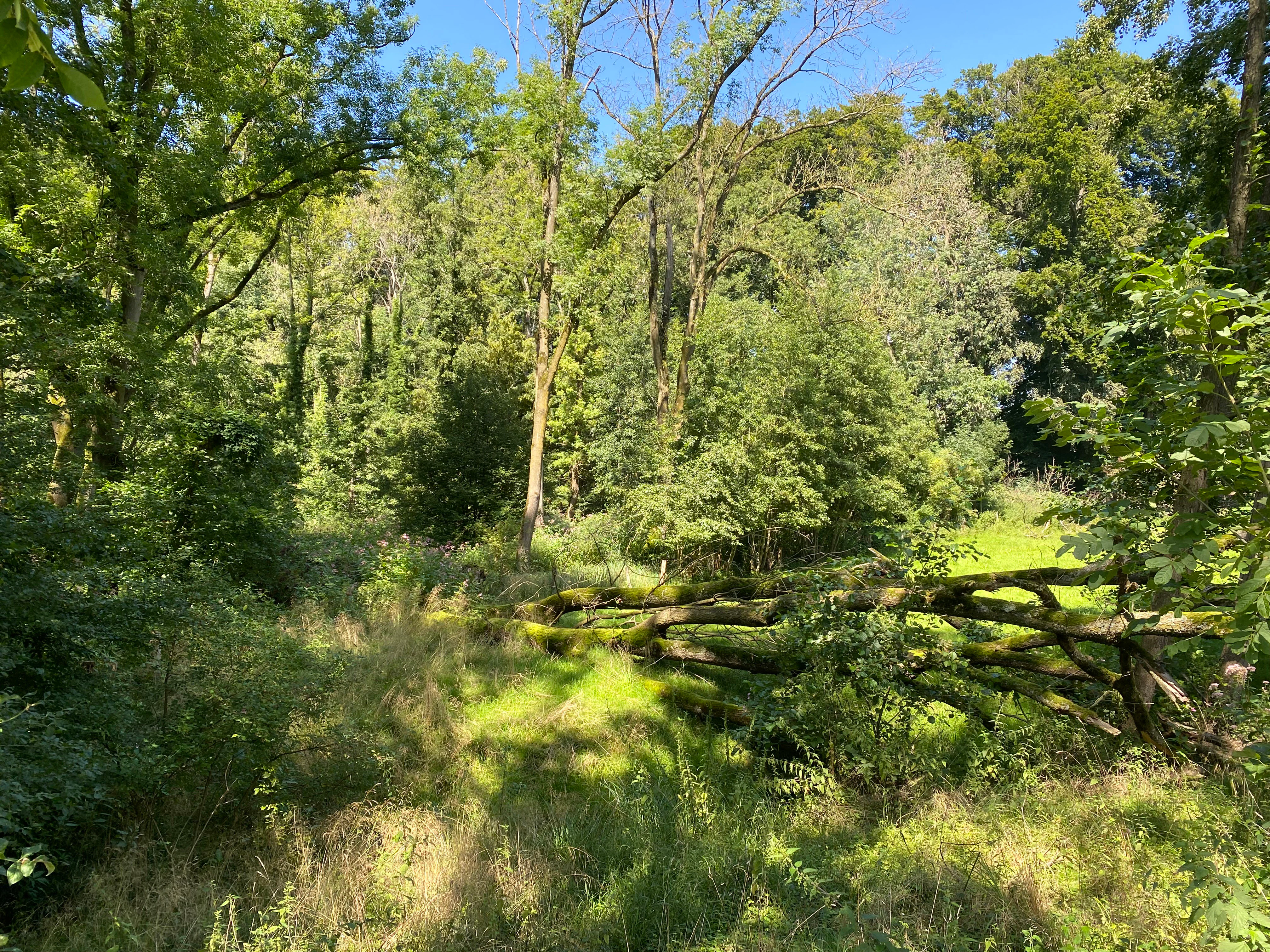 A fallen, moss-covered tree trunk lying in a green, wooded area with dense deciduous trees under a clear blue sky.