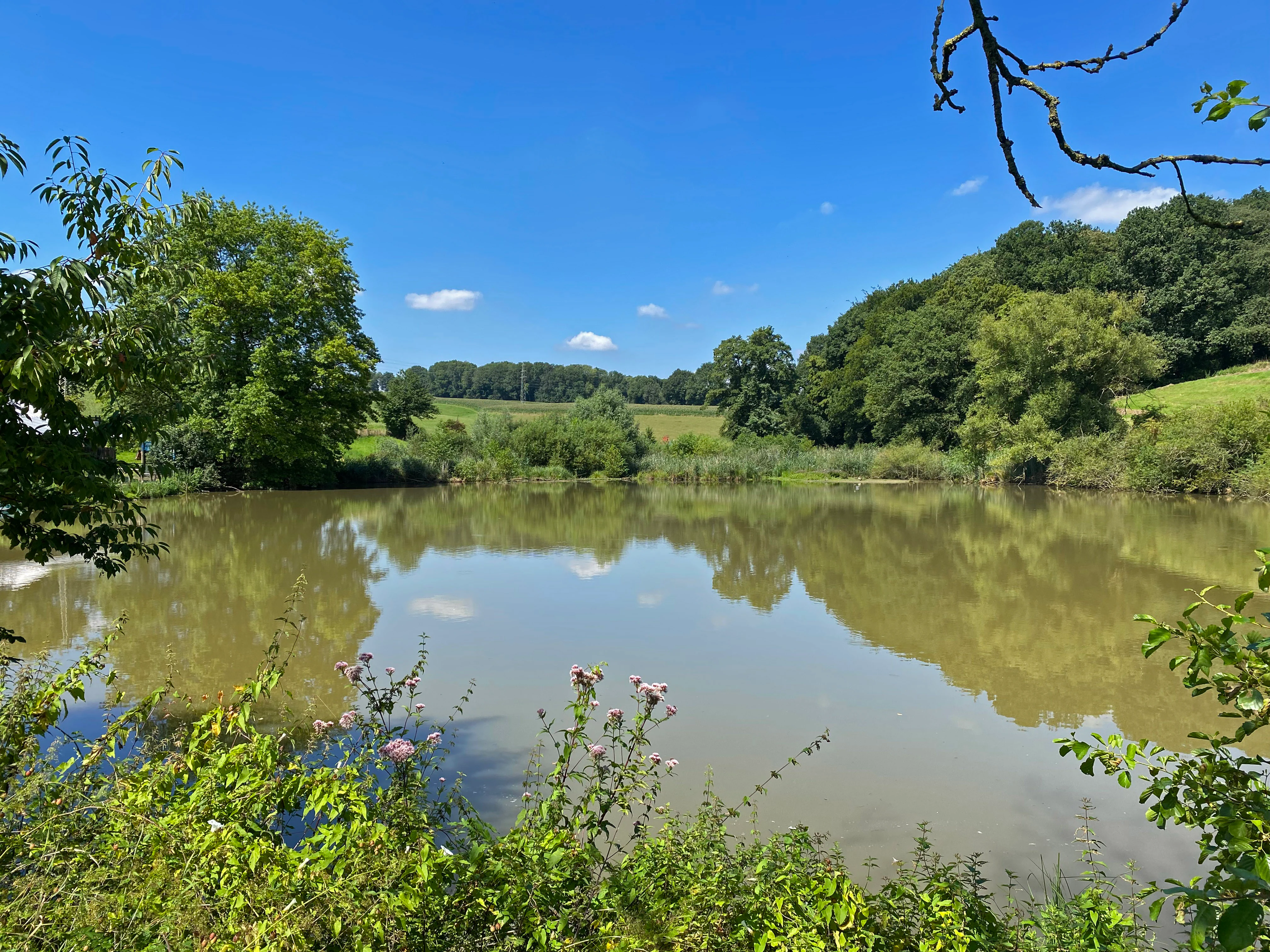 A peaceful pond reflecting a bright blue sky with light clouds, surrounded by dense green trees, shrubs, and a grassy hillside in the distance.