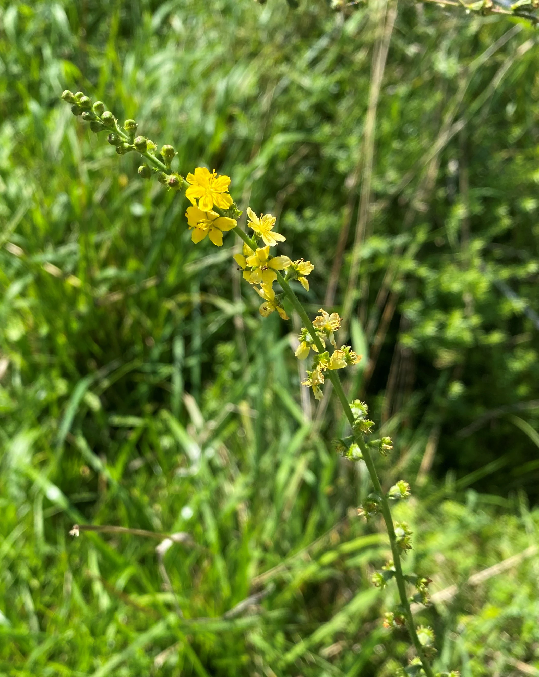 A close-up vertical shot of a tall, thin green stem of a little agrimony plant with clusters of small, bright yellow, five-petaled flowers, set against a blurred background of green meadow grass.