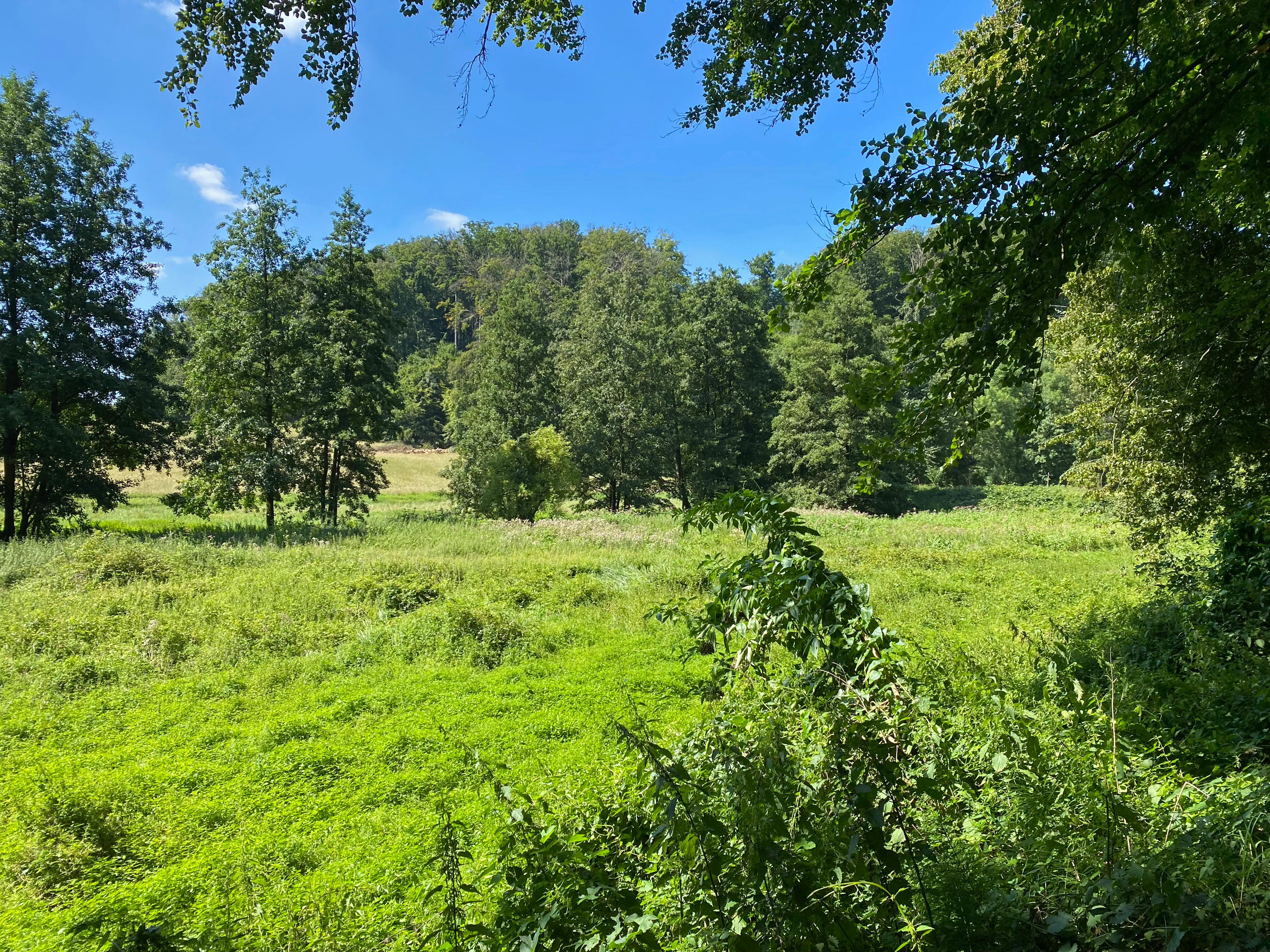 A wide view of a vibrant green meadow surrounded by trees in a nature reserve on a sunny day.