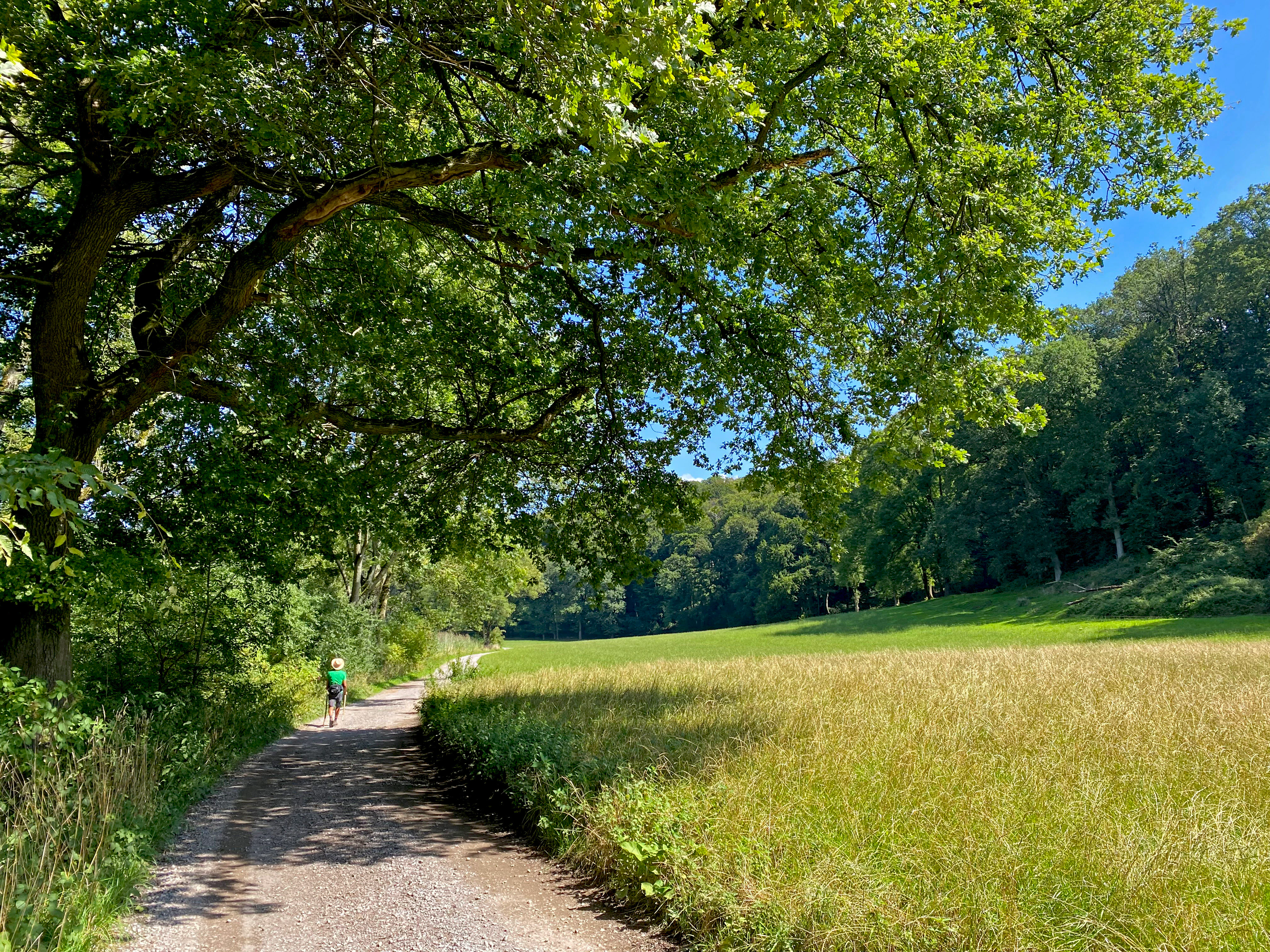 A dirt hiking trail bordered by a large tree on the left and a golden meadow on the right, with a dense green forest in the background.
