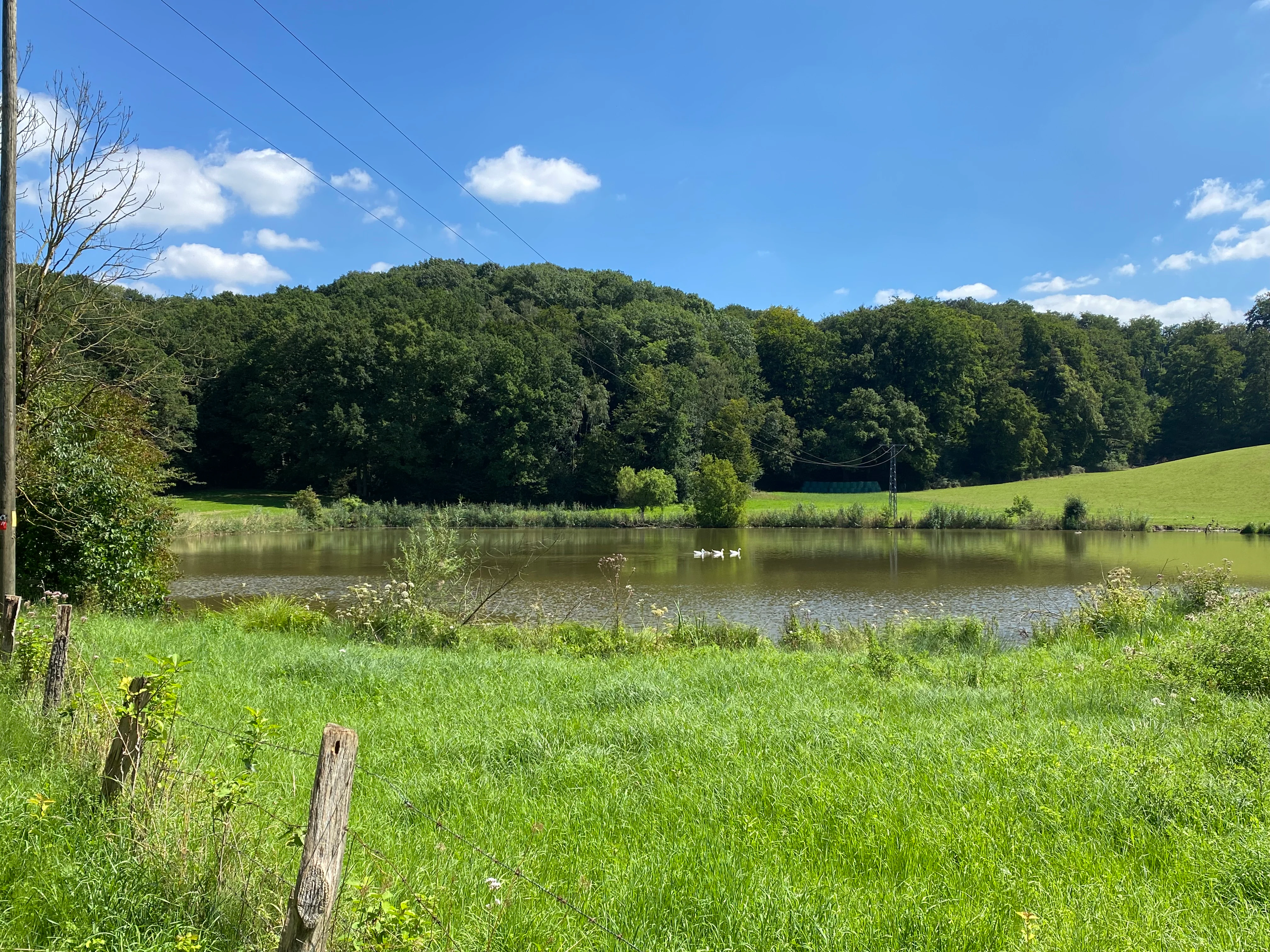 A sunny view of a pond in a grassy meadow with a dense forest background.