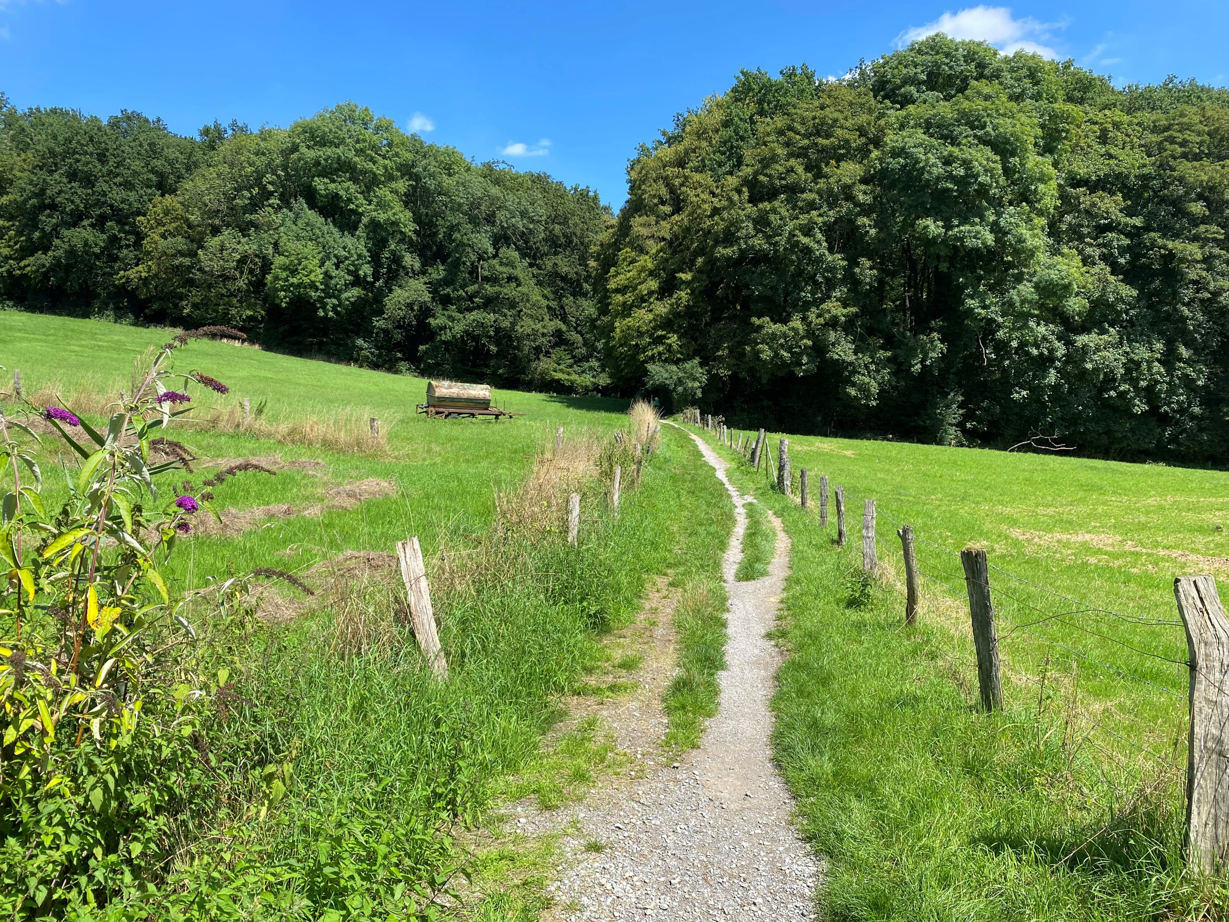 A narrow gravel trail cuts through a bright green grassy meadow, bordered by a simple wooden post-and-wire fence on the right and a distant forest edge.
