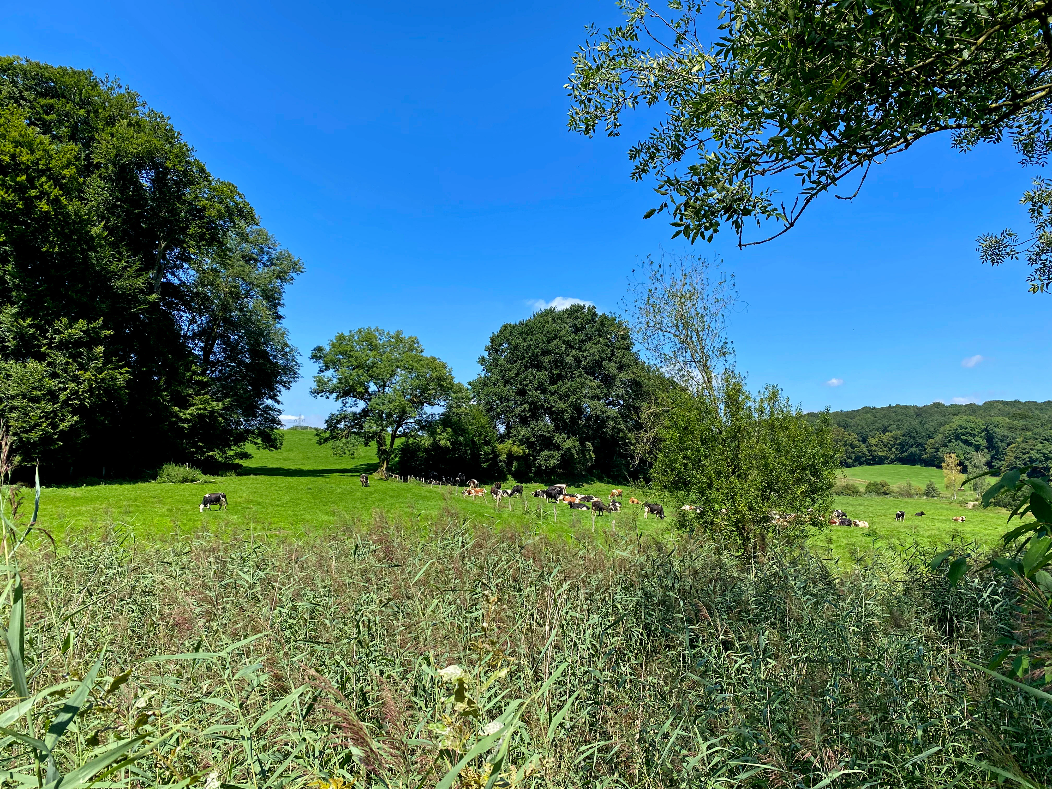 A view of a lush green pasture with grazing cattle in the distance, framed by reeds and trees under a clear blue sky.