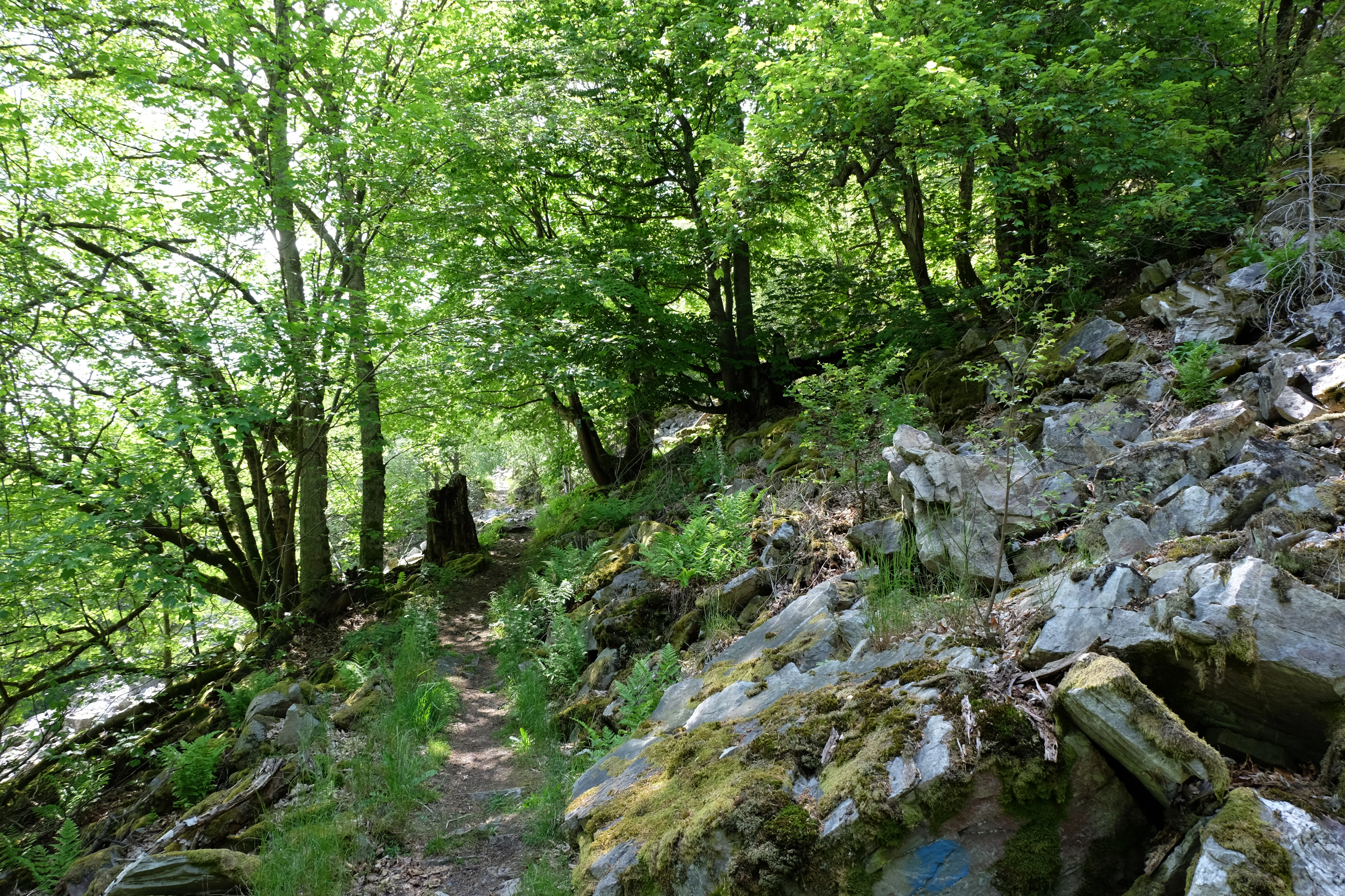 A narrow, dirt hiking trail cuts through a dense, green forest with large, jagged quartzite rock formations covered in moss along the right side of the path.