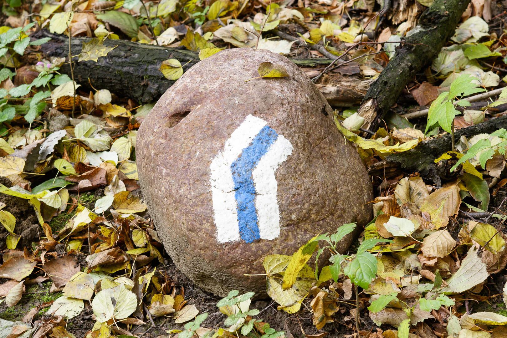A close up view of a brown stone on the forest floor, painted with a white and blue chevron pattern acting as a hiking trail marker, surrounded by fallen autumn leaves.