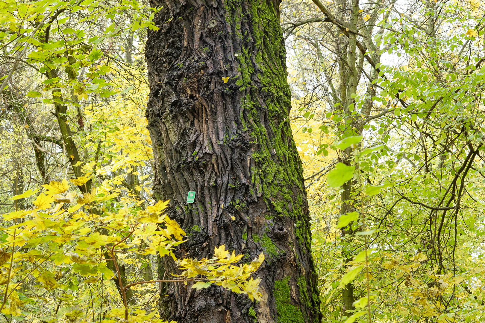 Close-up of a large, deeply furrowed oak tree trunk with mossy patches and a small green rectangular monument tag attached to the bark, surrounded by autumn foliage.