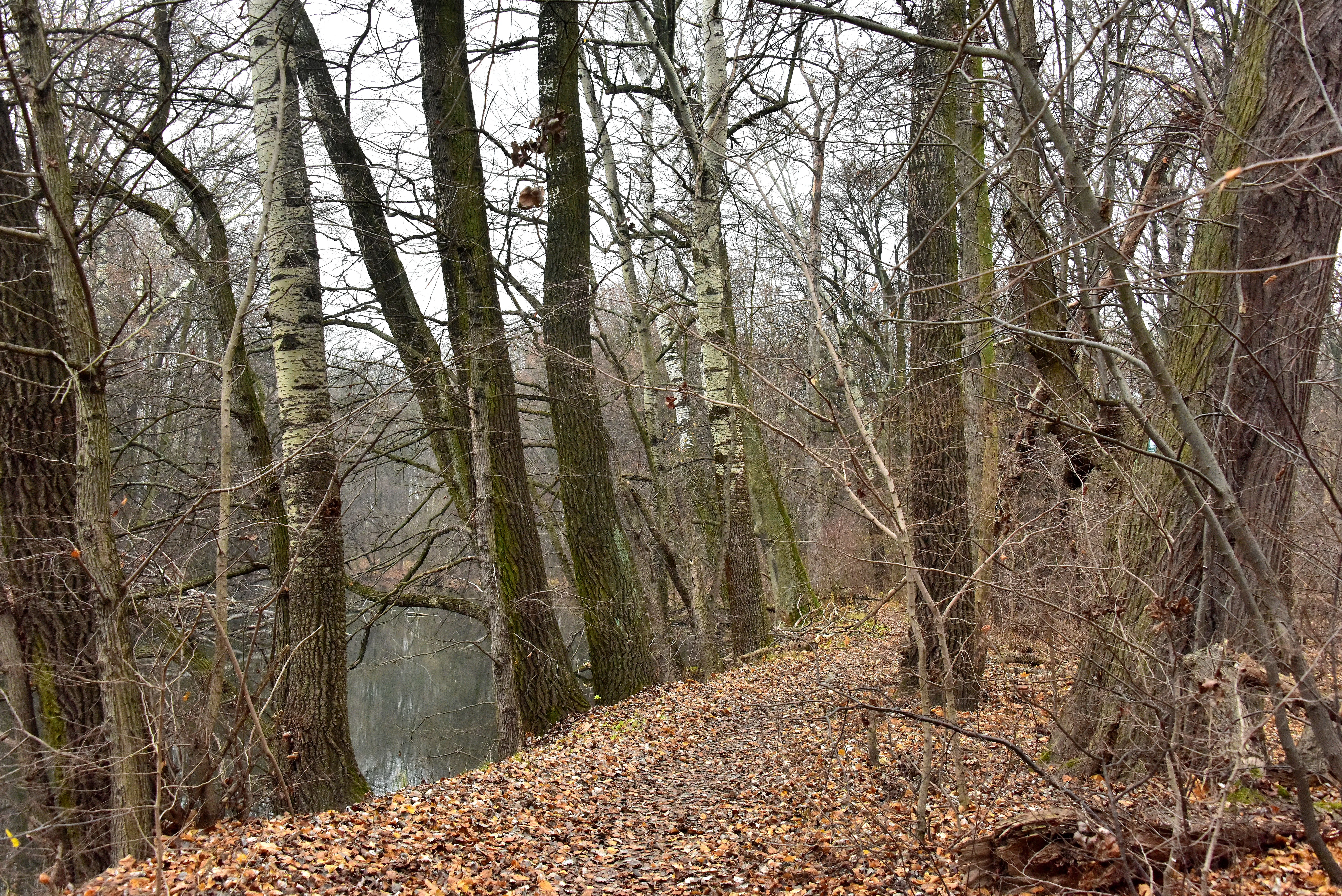 A dirt path covered in fallen autumn leaves runs alongside a calm canal in a dense deciduous forest, with bare-branched trees lining the bank.