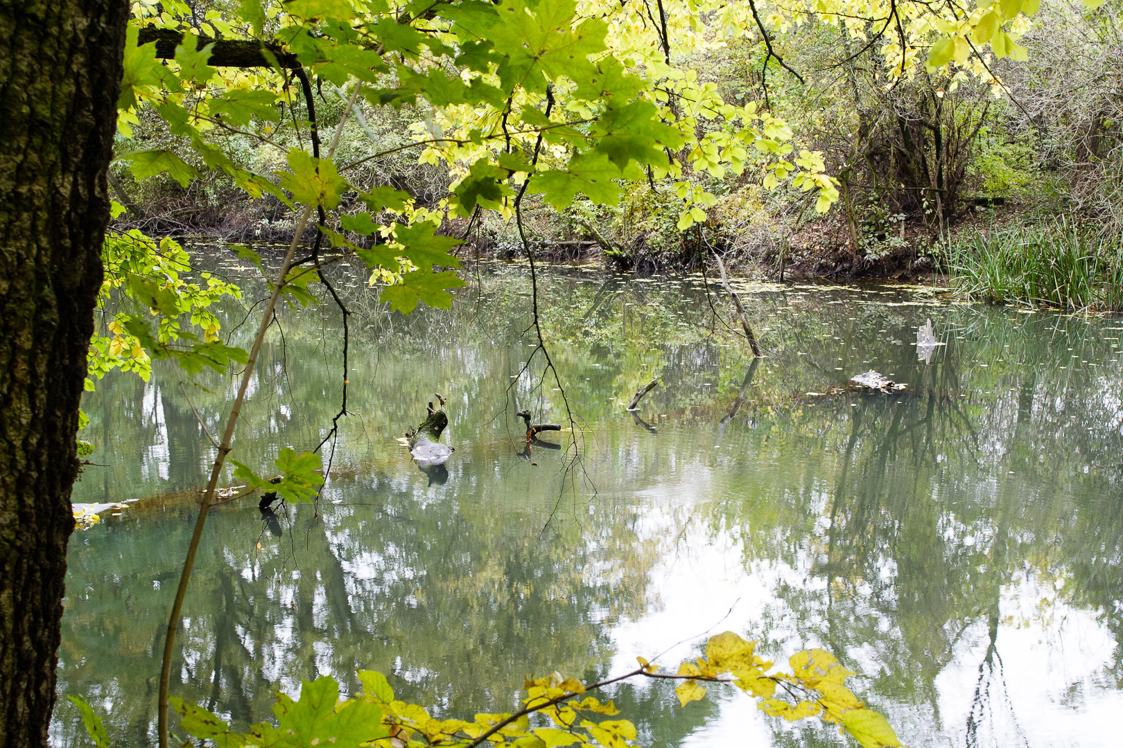A calm, still canal lined with lush green trees and overhanging leaves, with reflections visible on the water surface and some organic debris in the water.