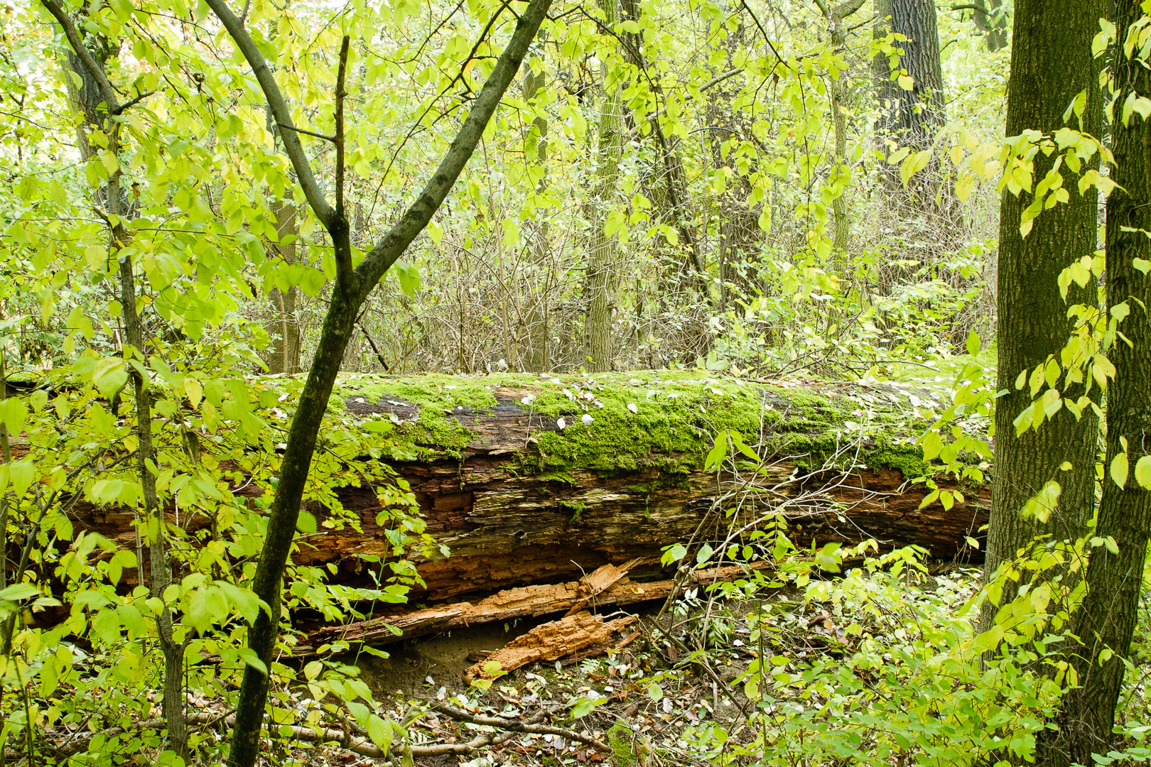 A large fallen tree trunk covered in green moss lies horizontally in a deciduous forest, surrounded by dense green spring foliage.