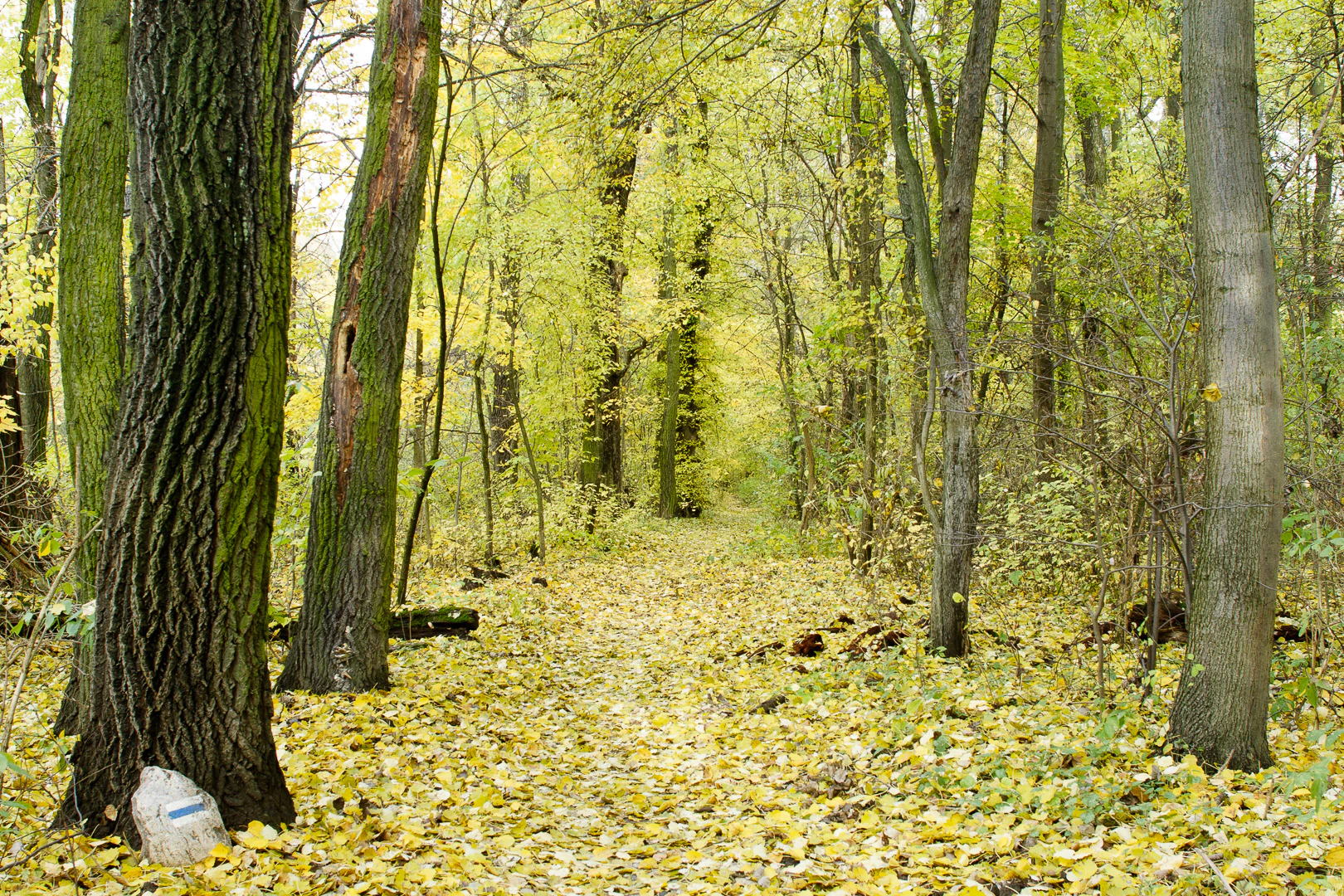 A dirt path through a deciduous forest covered in yellow autumn leaves, with a small stone trail marker at the base of a tree in the foreground.