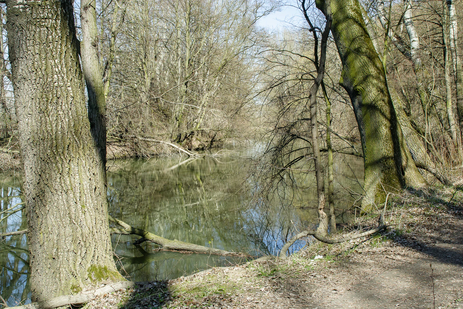 A narrow canal flows through a dense forest with bare trees, with large trunks visible on both sides of the foreground, reflecting in the calm water.