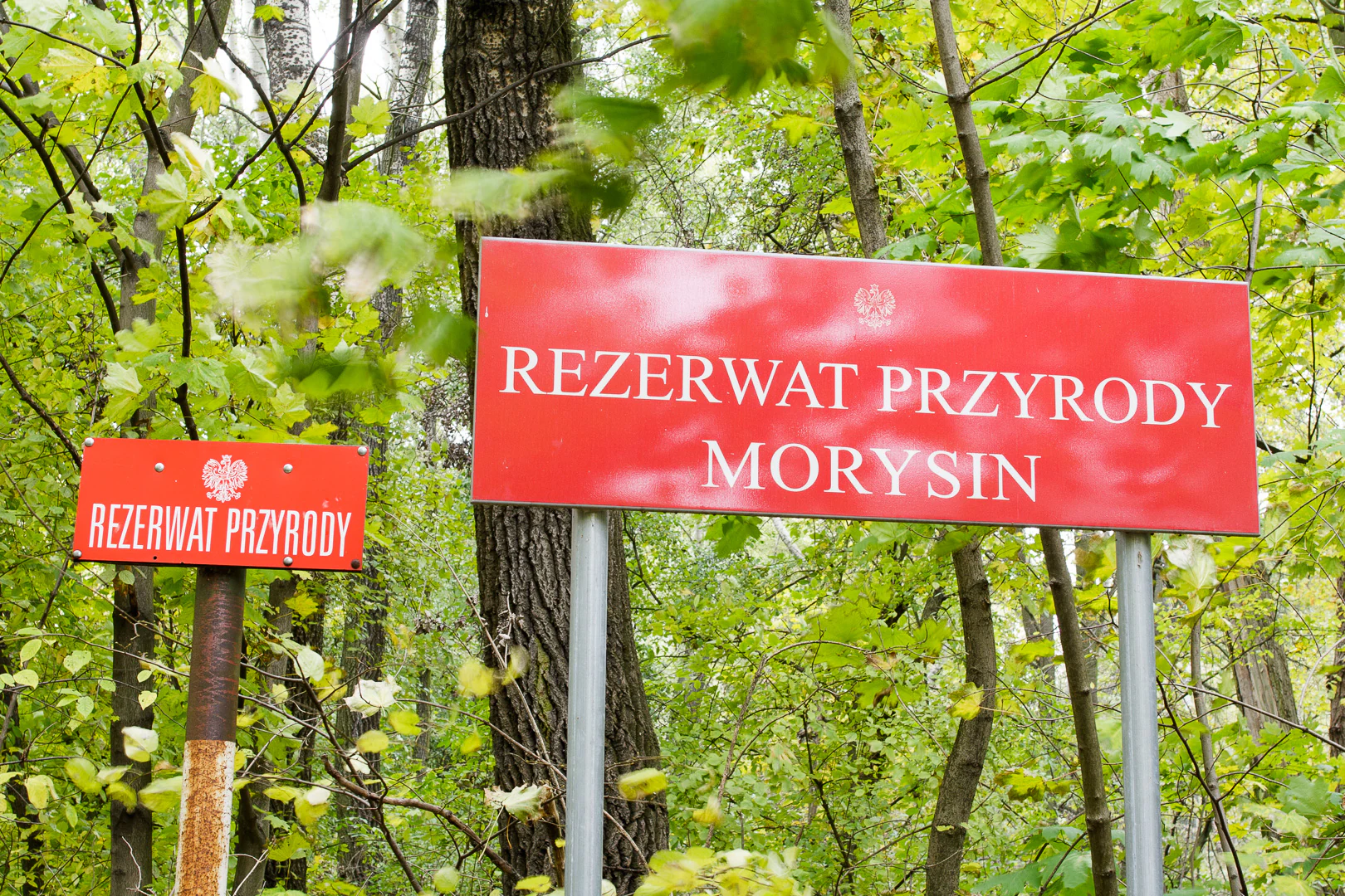 Two red signs with white text, identifying the location as Rezerwat Przyrody Morysin, positioned in a dense forest setting.
