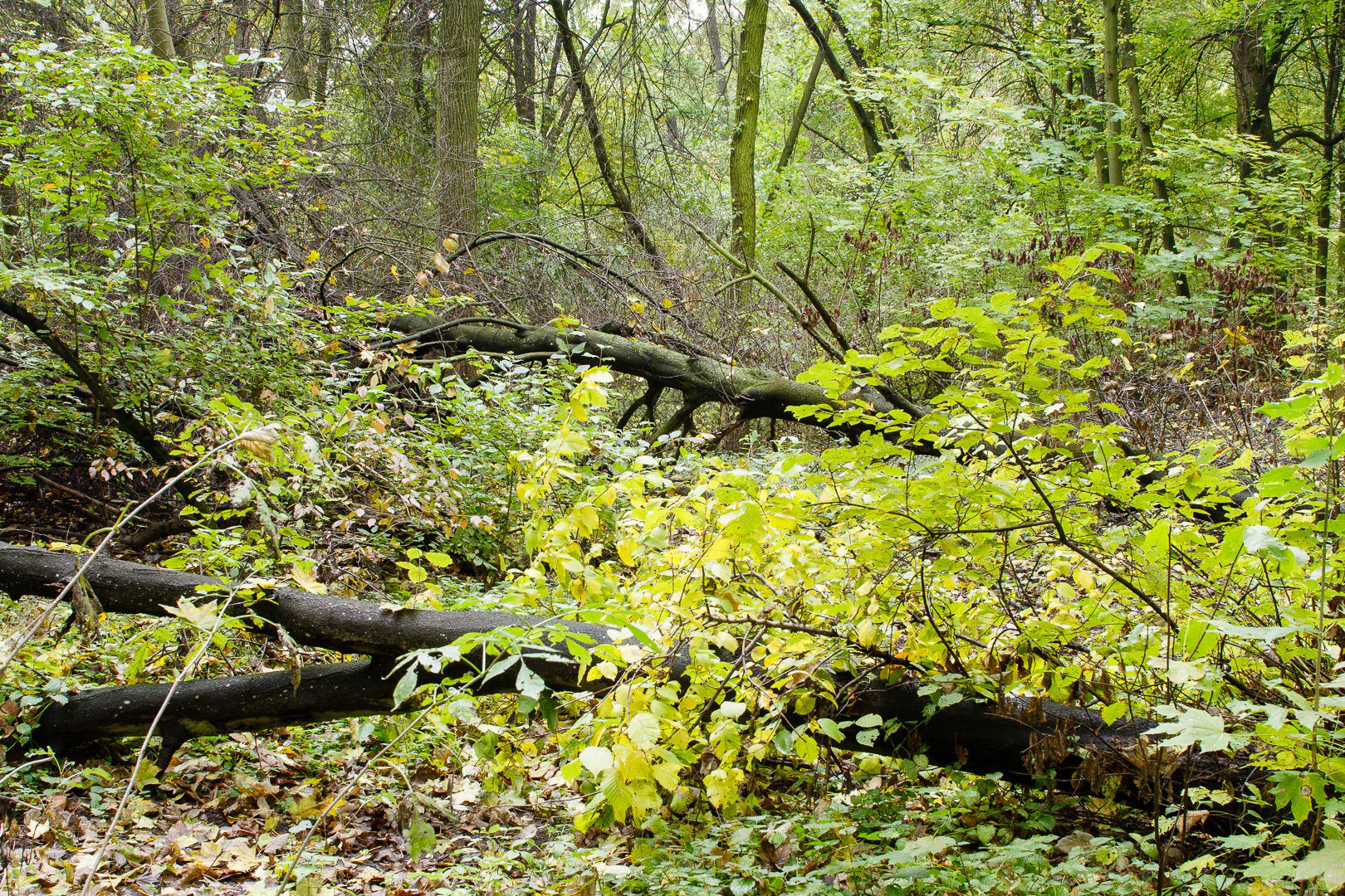 A forest floor covered with dead fallen tree trunks surrounded by lush green and yellowing foliage in a Polish nature reserve.