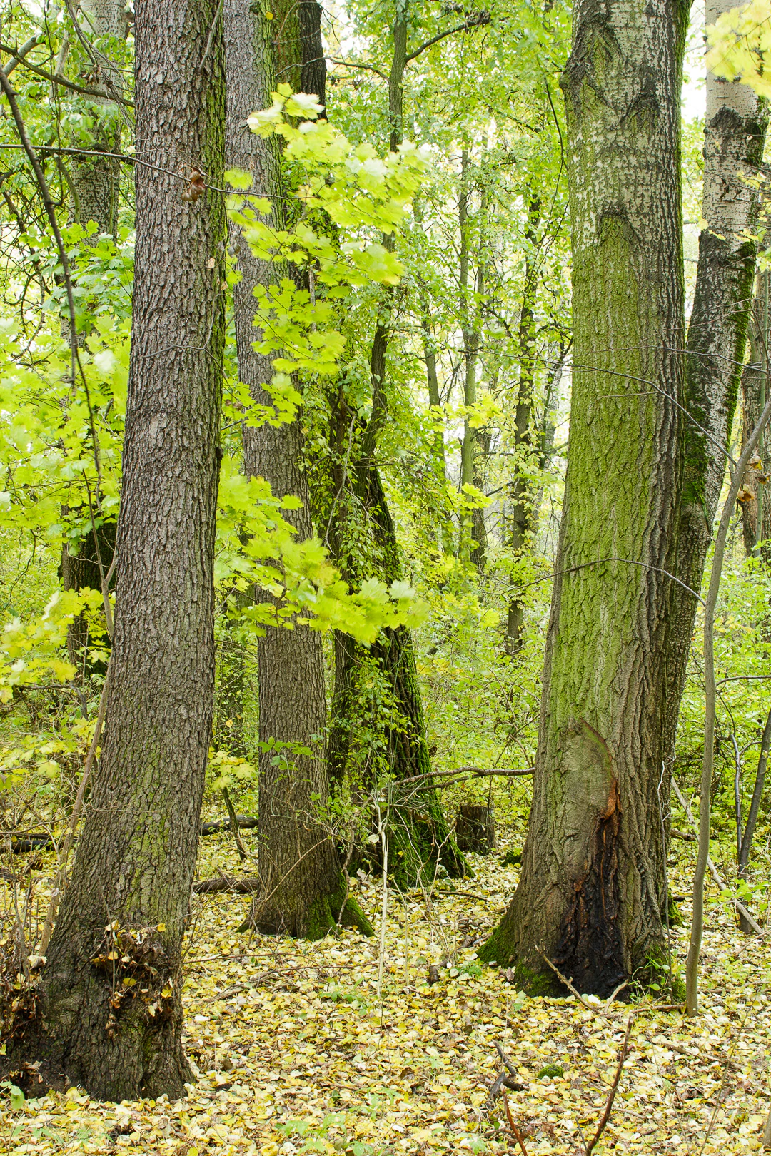 A cluster of large, mature tree trunks in a dense, green forest with yellow fallen leaves covering the ground.