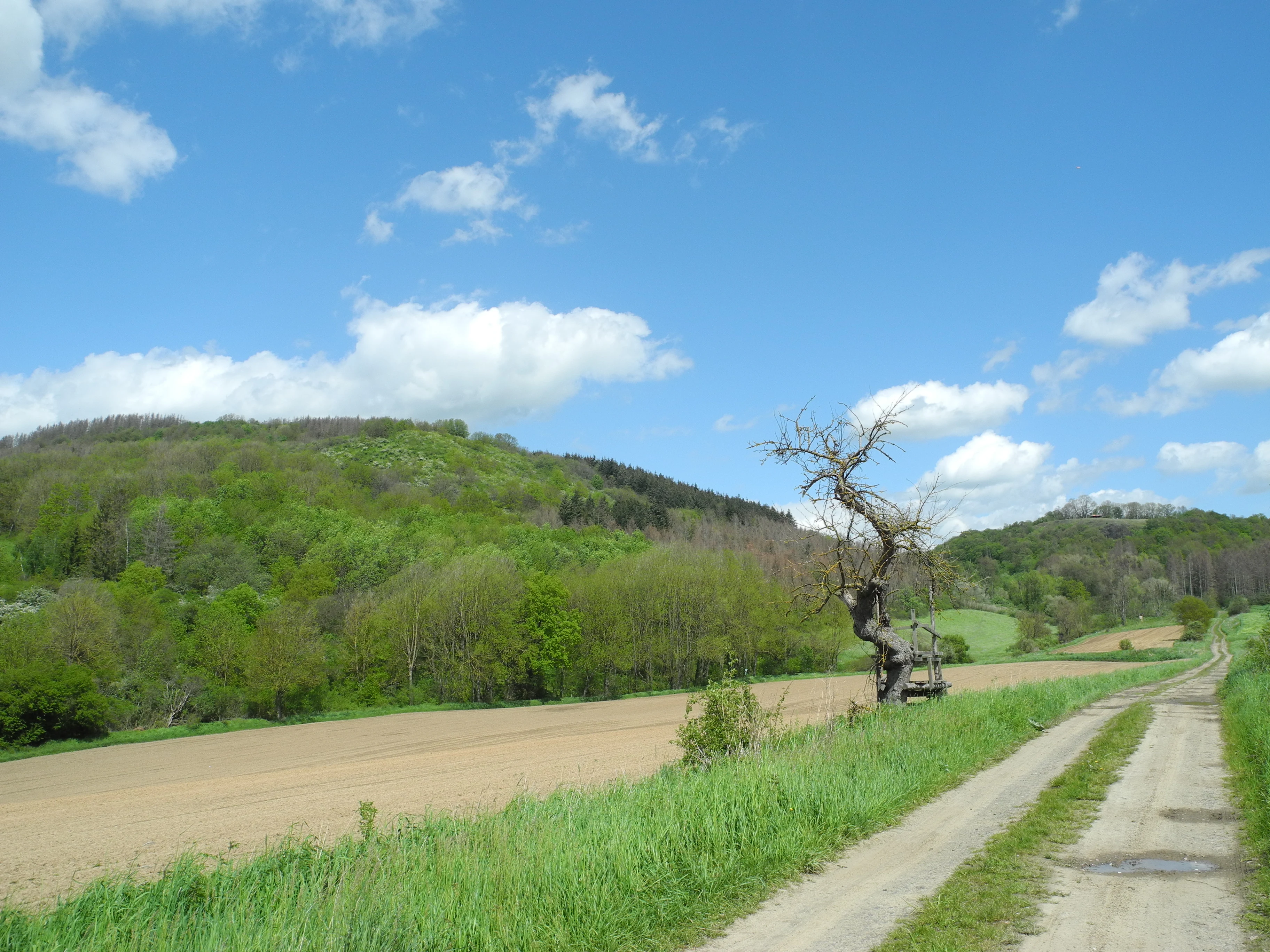 Un camino de tierra discurre junto a un campo marrón arado hacia una colina boscosa, con un árbol muerto solitario cerca del sendero y un cielo azul con nubes encima.