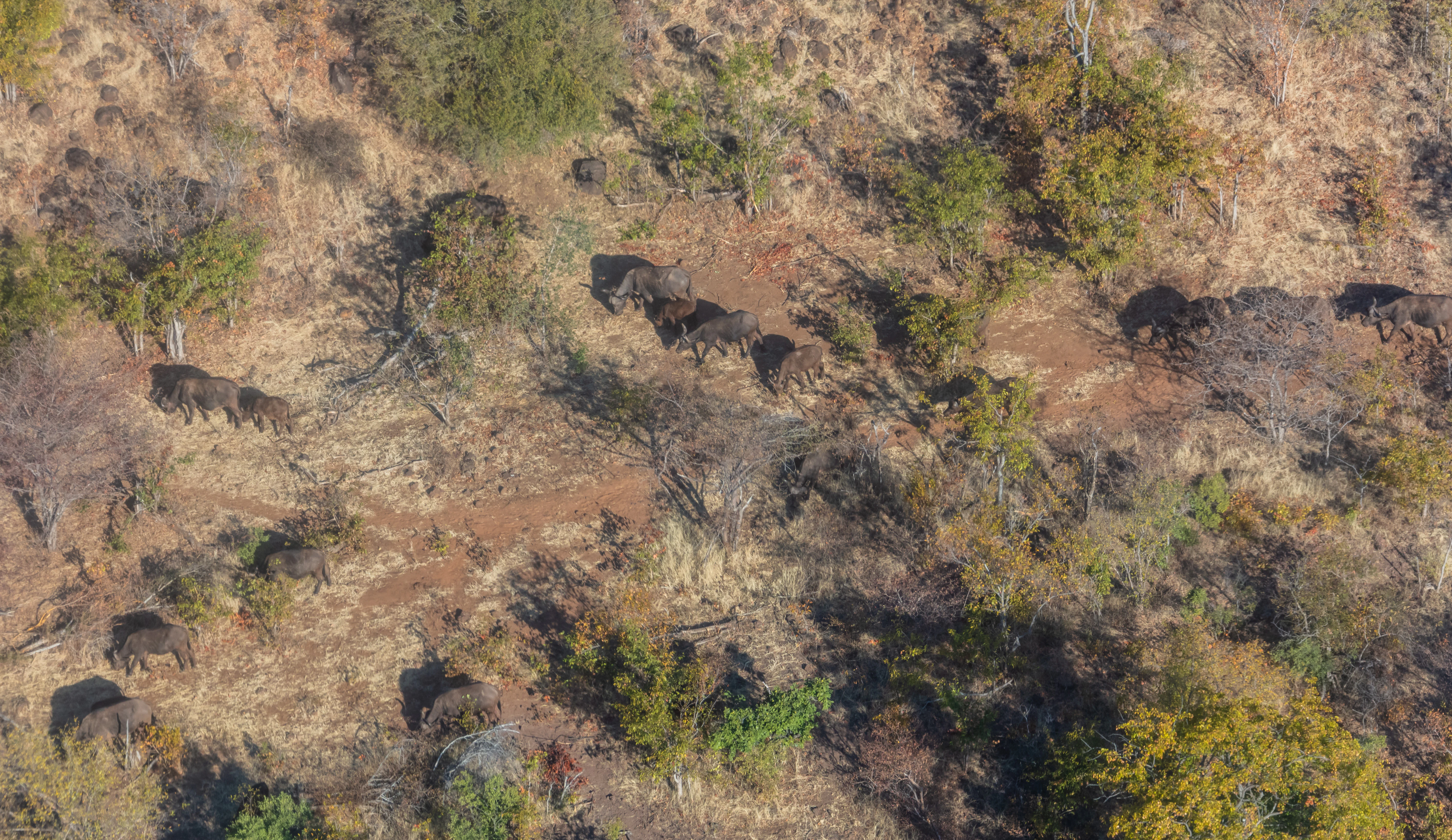 Aerial photograph of multiple elephants walking across a dry, hilly terrain with scattered trees and shrubs