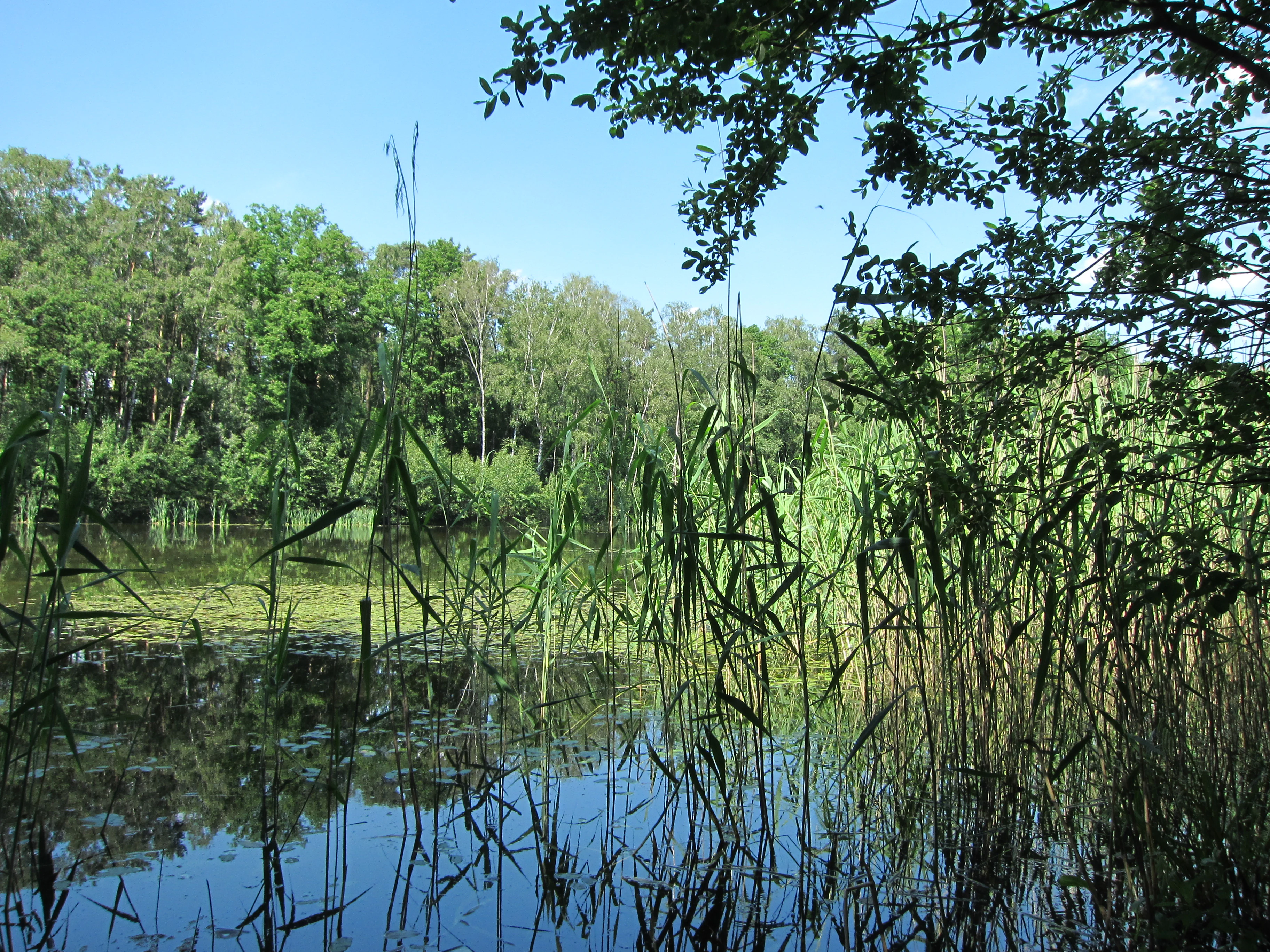 A calm, still lake in the Moßmörken nature reserve, surrounded by thick green forest with tall reeds growing in the foreground.