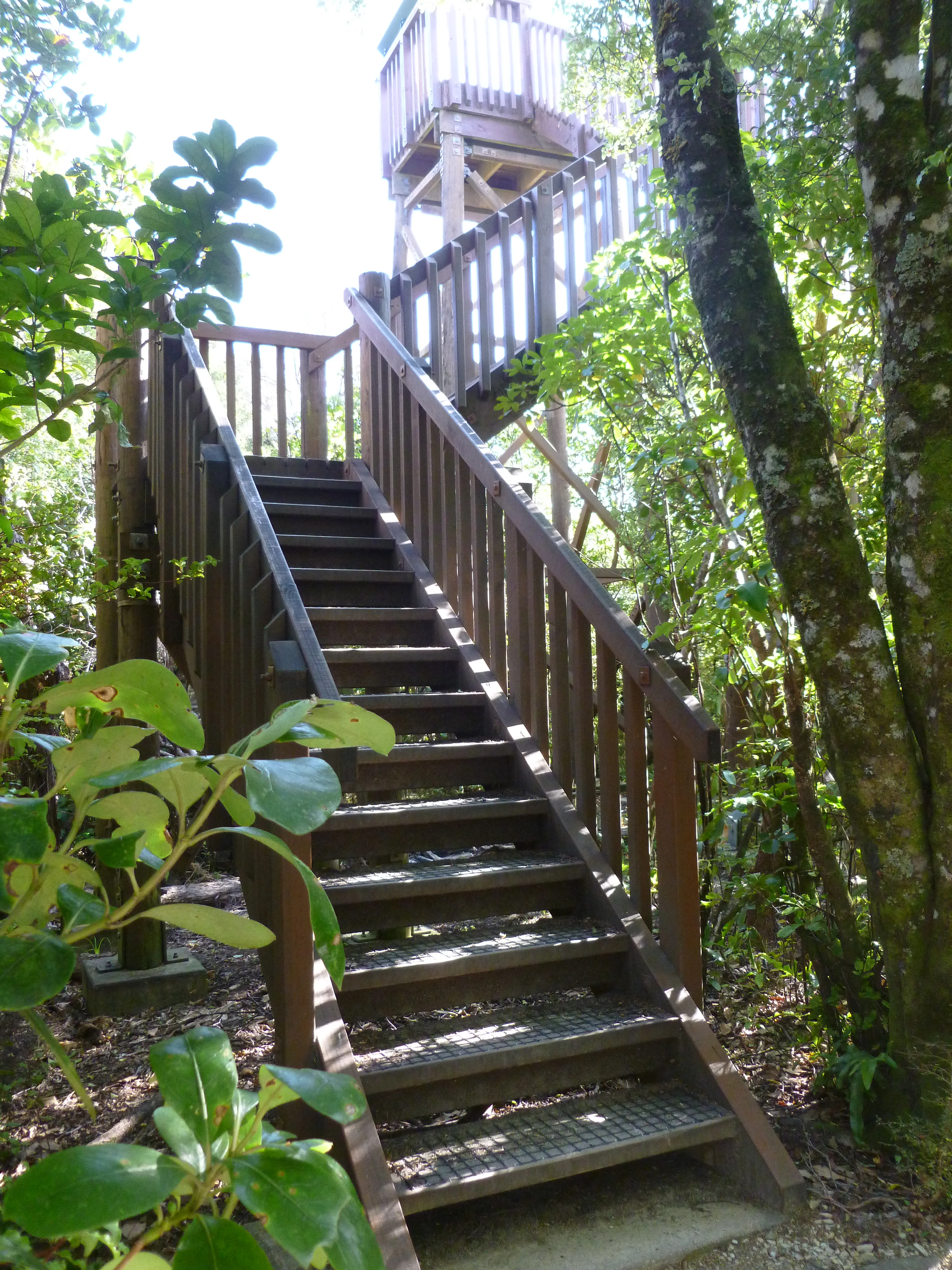 A wooden staircase leads up to a raised lookout tower surrounded by dense forest vegetation on Motuara Island.