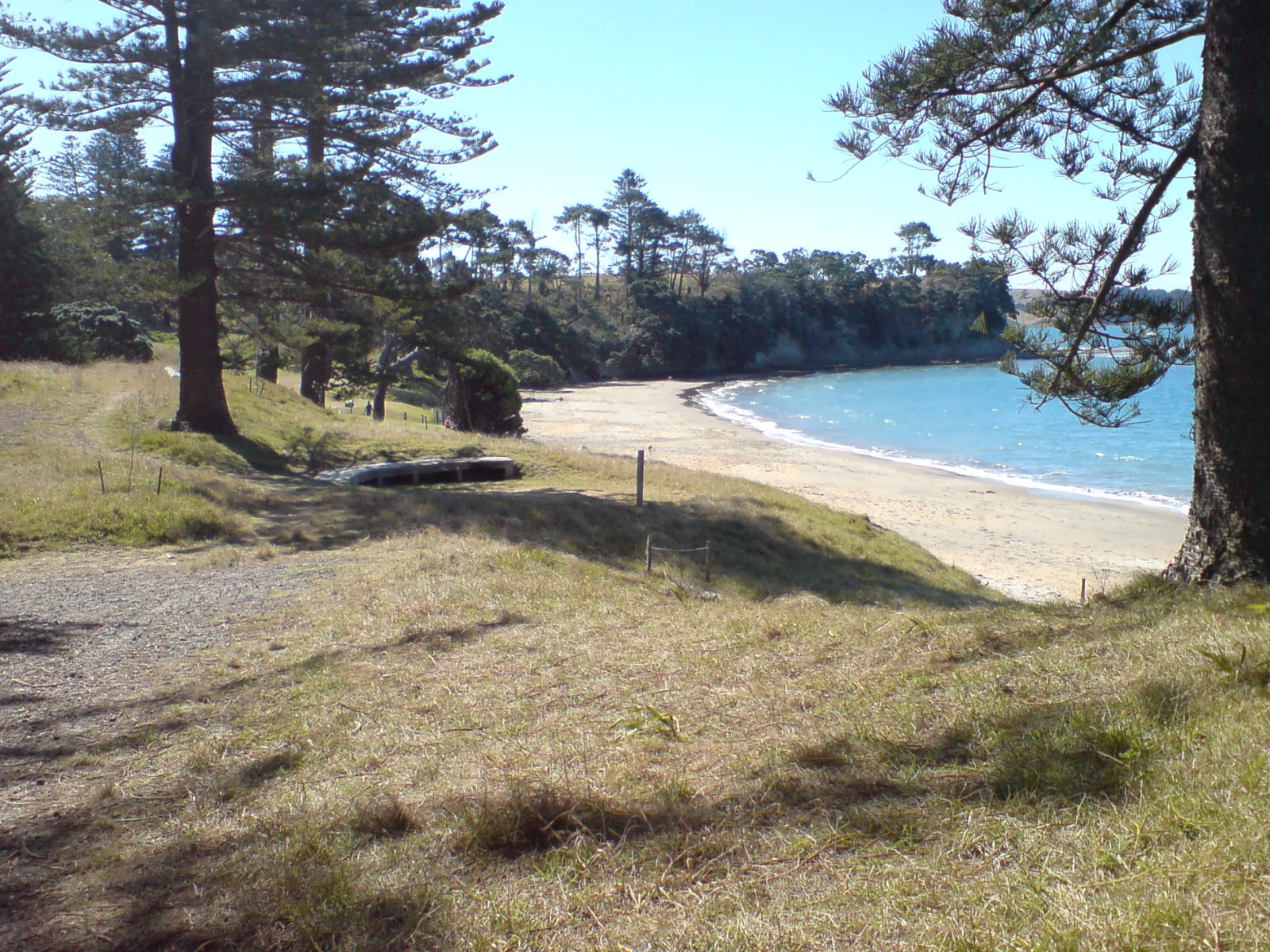 A coastal landscape showing a sandy beach curving along the shoreline of Motuihe Island, framed by large pine trees in the foreground and a grassy bank.