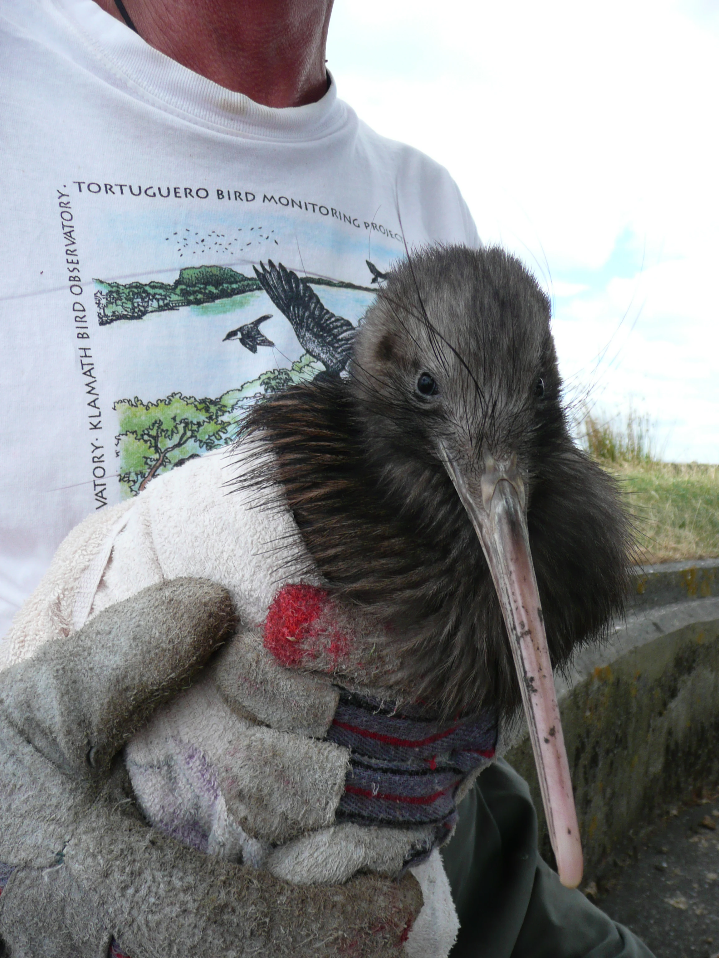 Primer plano de una persona sosteniendo un kiwi marrón de la Isla Norte envuelto en una toalla, con una camiseta de monitoreo de aves visible al fondo.