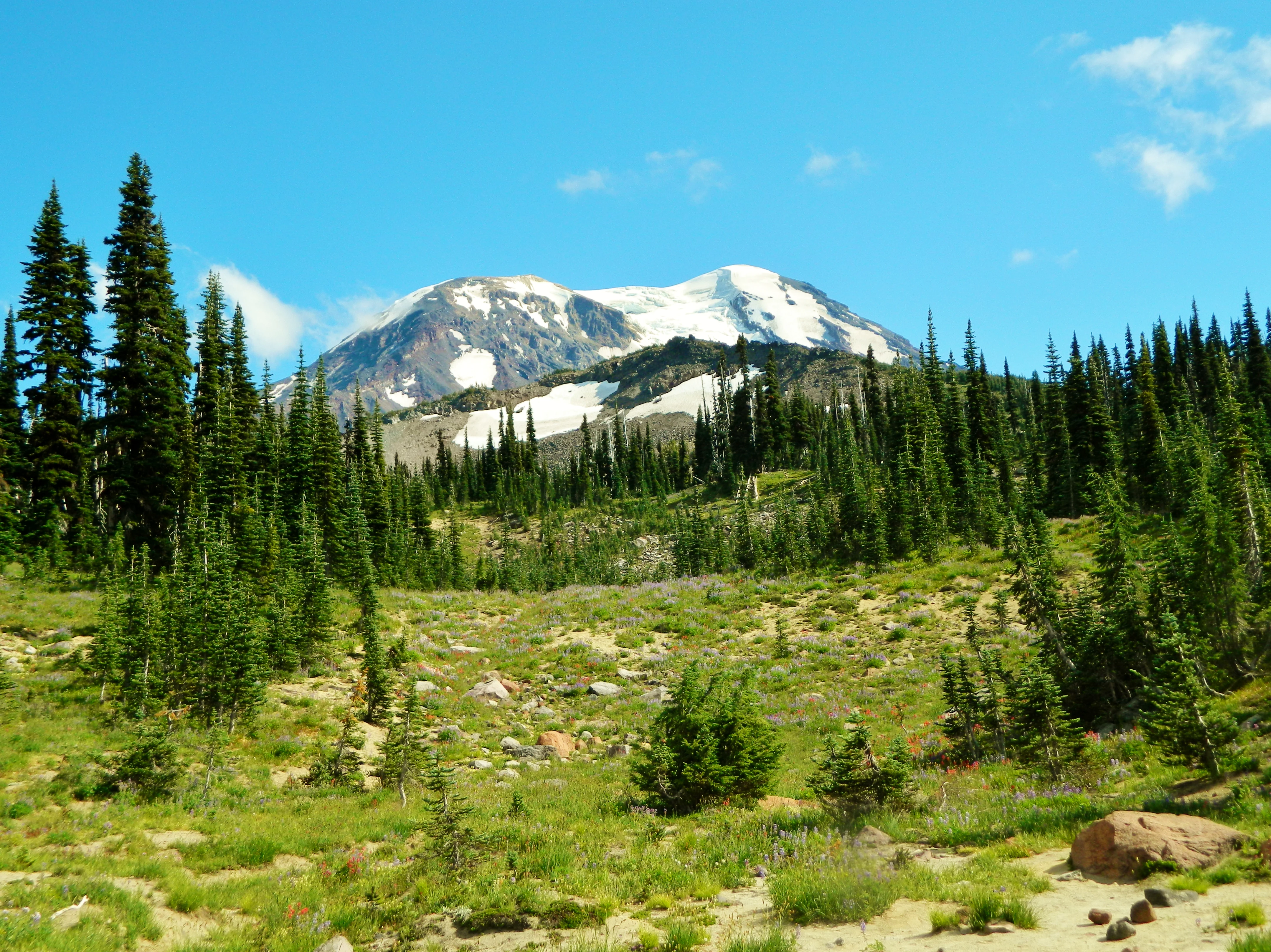 A wide shot showing a snow-capped mountain in the background, with a foreground of green alpine meadow, scattered rocks, and a dense forest of evergreen trees.