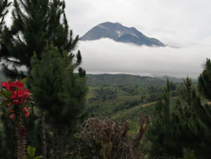 The peak of Mount Apo rising above a blanket of clouds, viewed over a foreground of pine trees and a bright red flower.