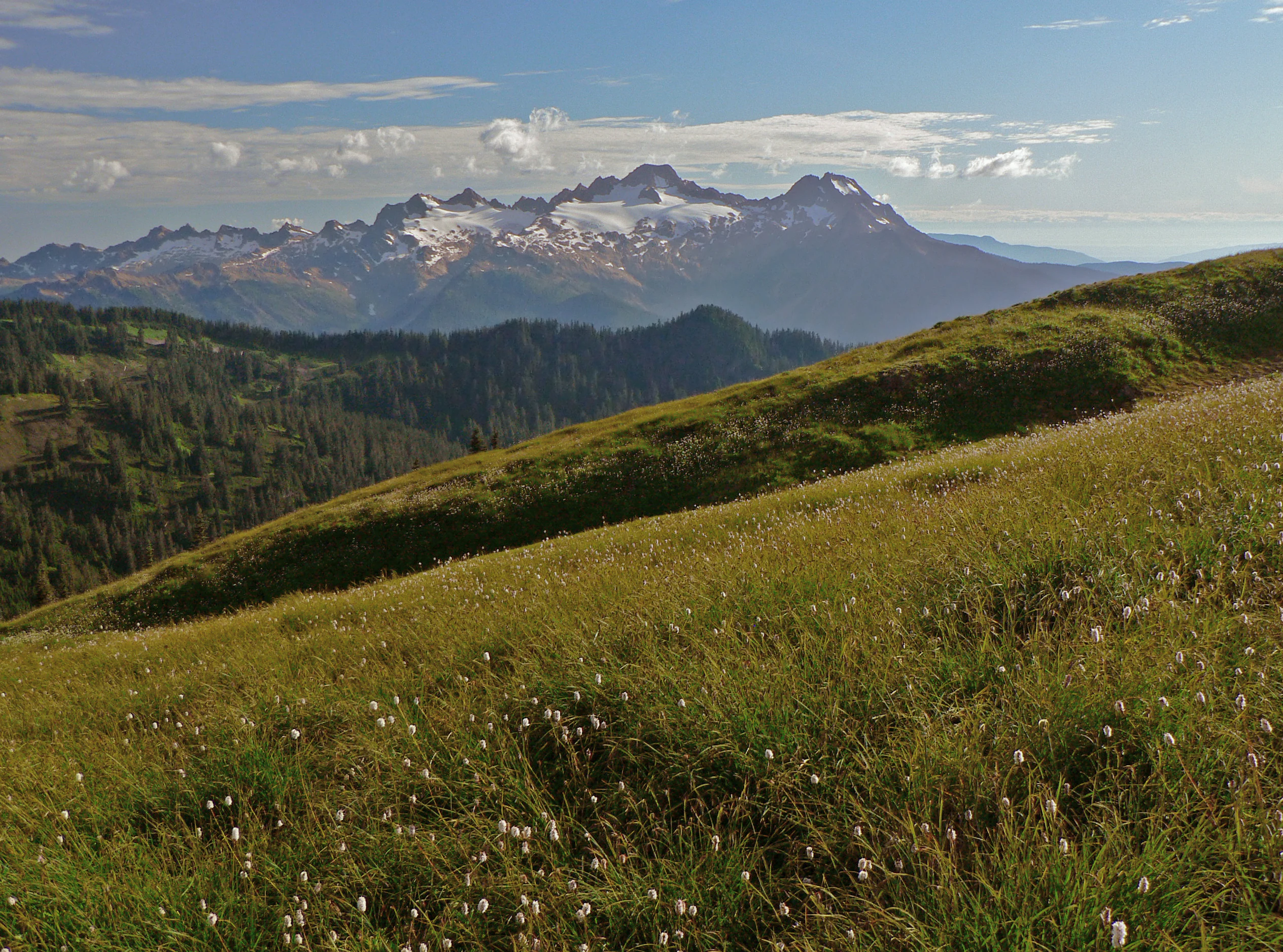 A mountainous landscape showing the rugged, snow-dusted Twin Sisters peaks in the distance, set behind a foreground of rolling green alpine meadows filled with small white wildflowers.