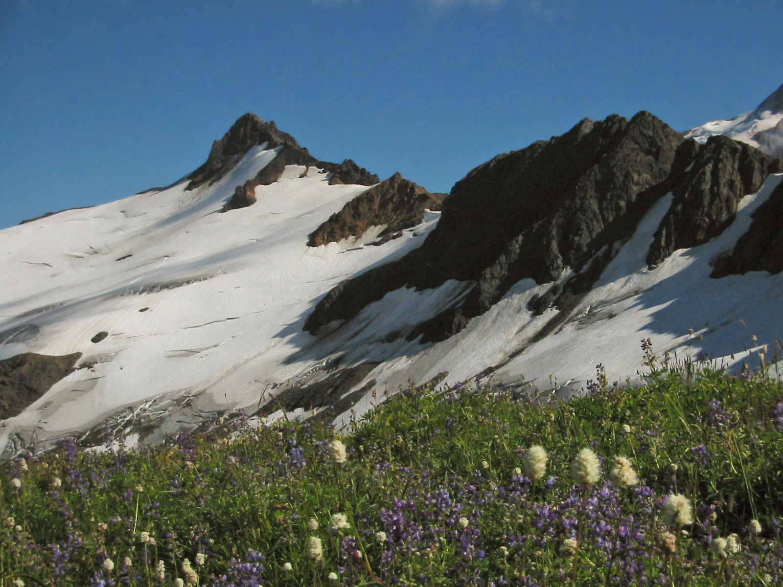 A view of a rugged, snow-covered mountain peak and glacier rising above an alpine meadow filled with small white and purple wildflowers under a clear blue sky.