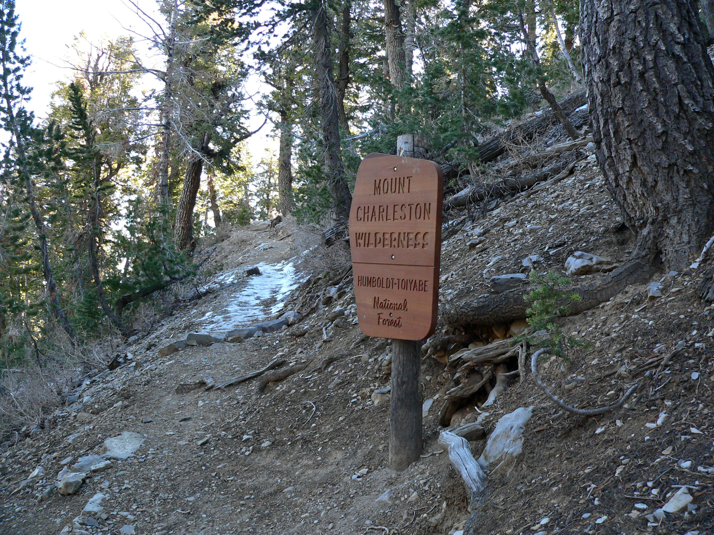 A brown wooden trail sign reading Mount Charleston Wilderness stands on a dirt path surrounded by evergreen trees in a mountain forest.