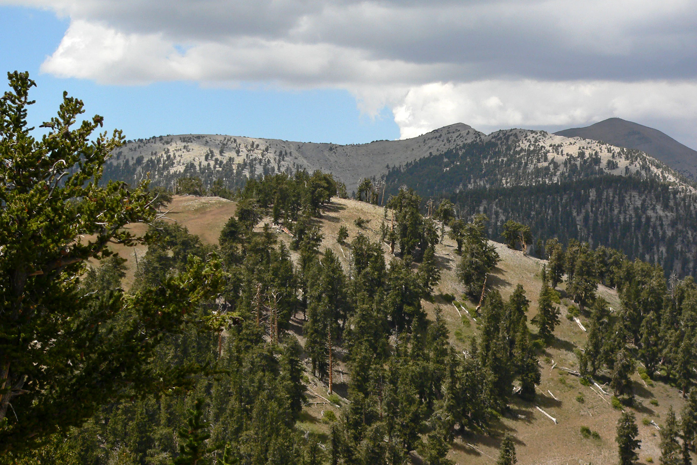 A wide view of a mountain ridgeline with sparse coniferous trees and dry, grassy slopes under a partly cloudy sky.