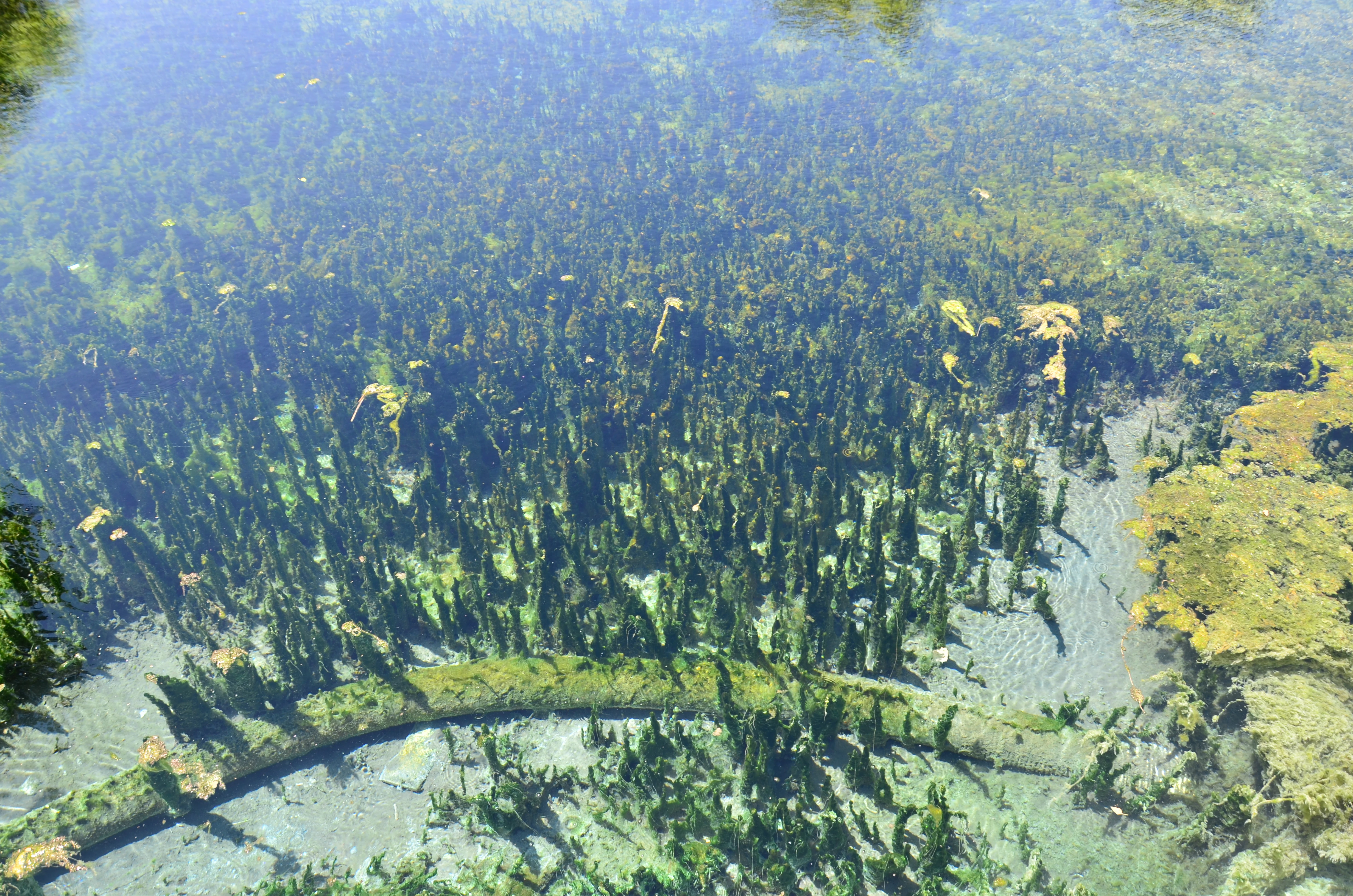 Clear water pool with submerged vegetation and rocky formations in Kaklık Cave
