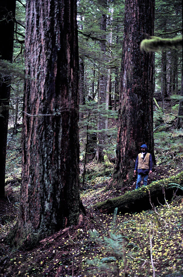 Old-growth Douglas-fir forest in Bull Run watershed