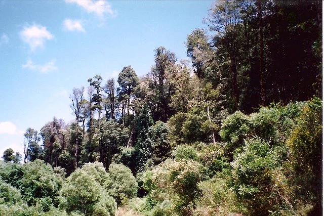 A view of a dense, lush temperate rainforest on a hillside under a partly cloudy blue sky.