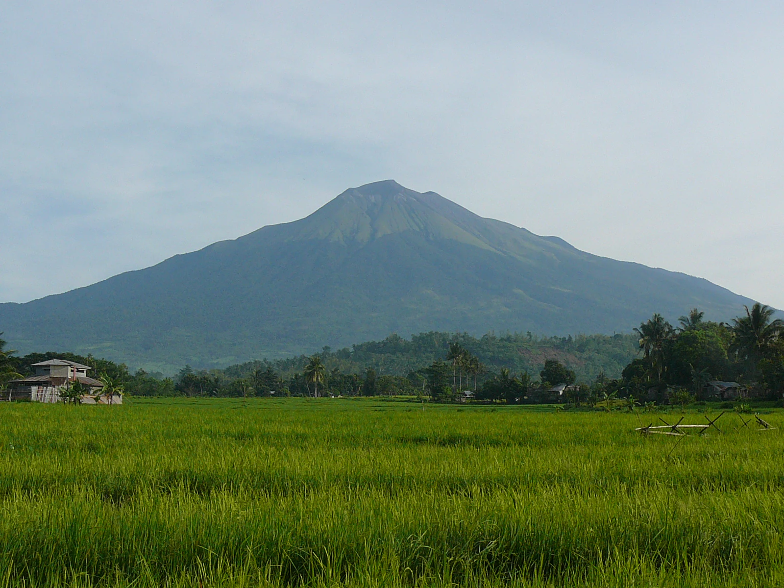 A wide shot of Mount Kanlaon, a large volcano, set behind vibrant green rice paddies under a hazy sky.