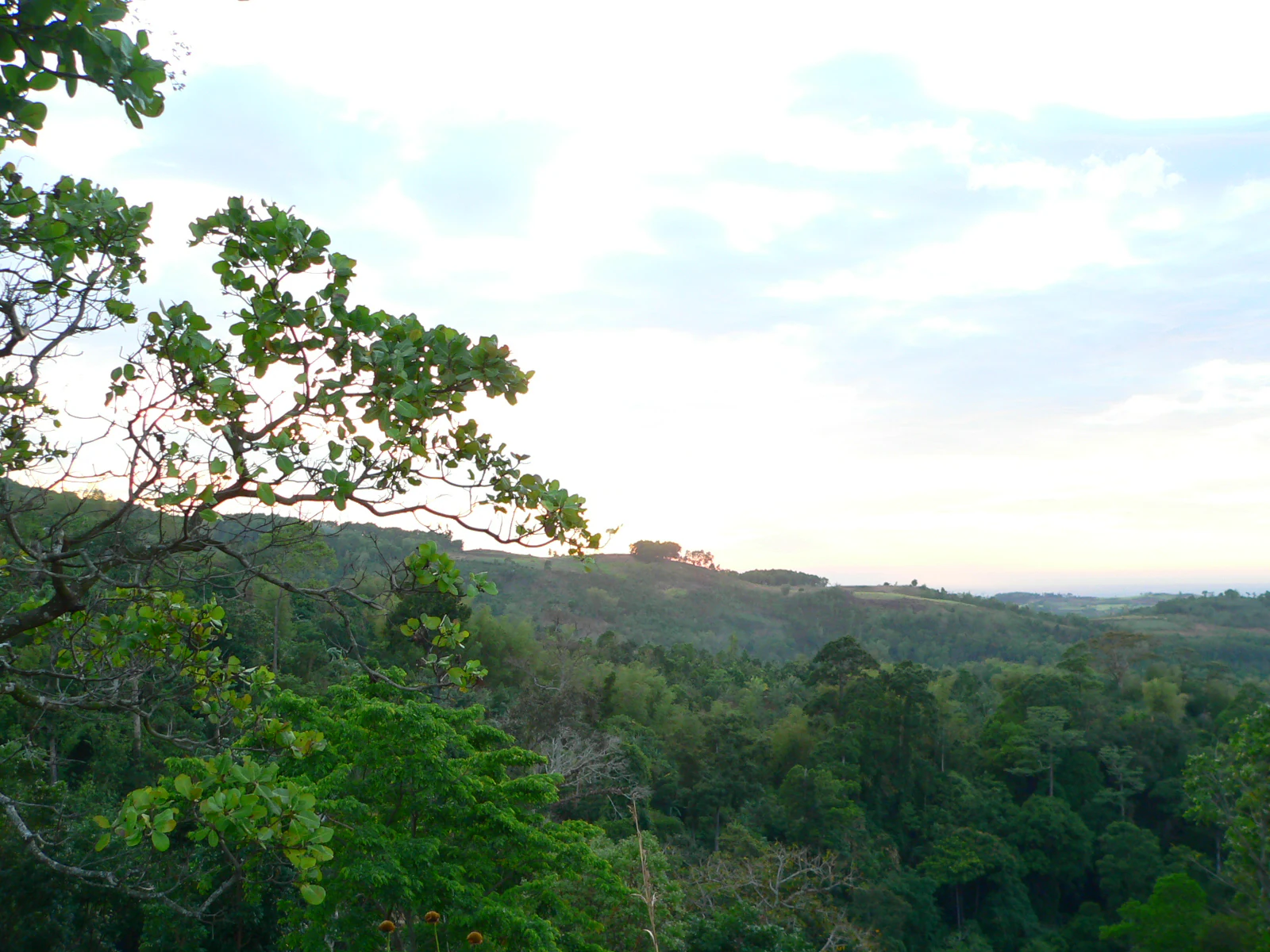 A wide view of a dense, green hilly forest landscape under a bright, overcast sky, taken from an elevated vantage point with tree branches in the foreground.